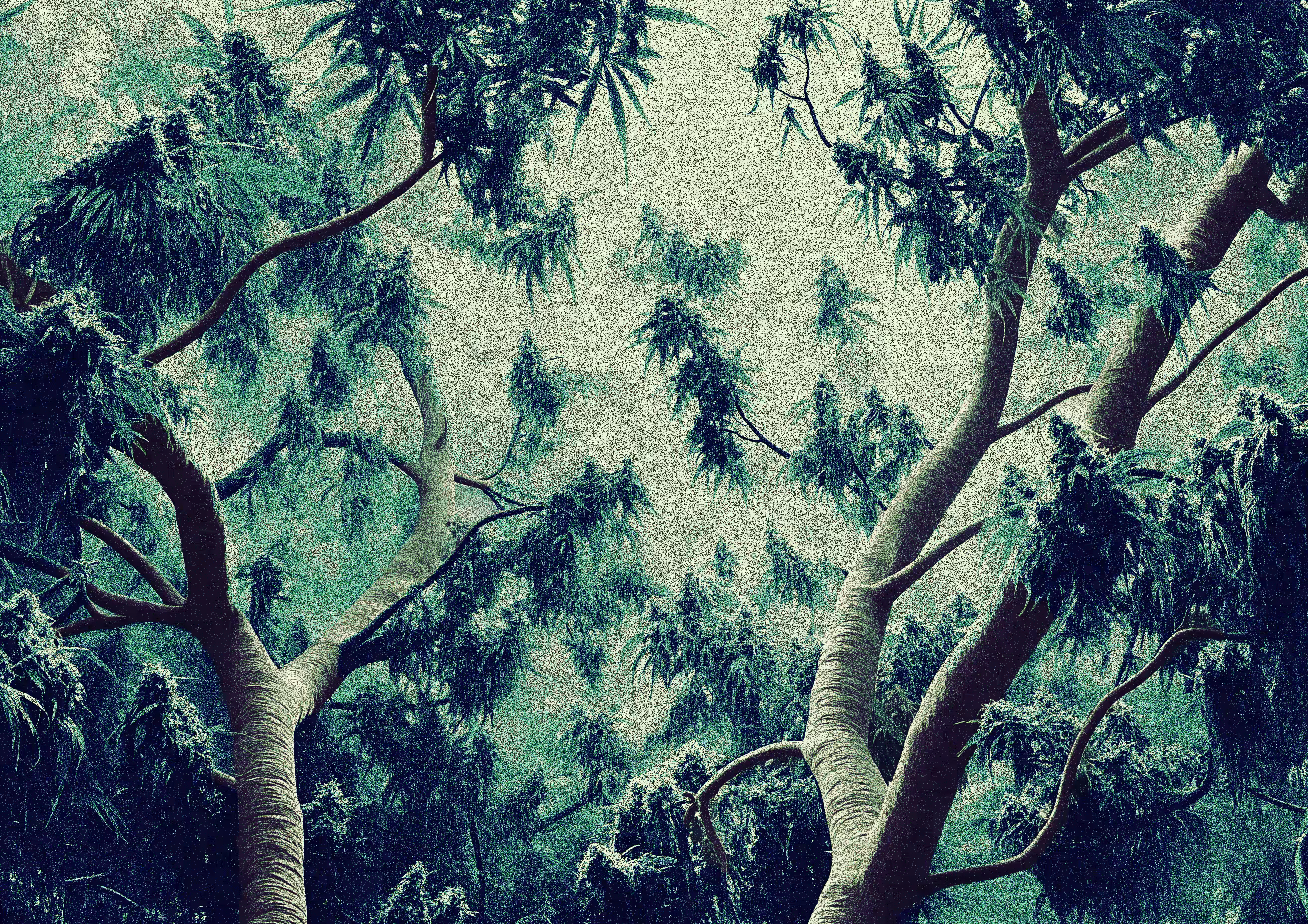Devi - Eucalyptus