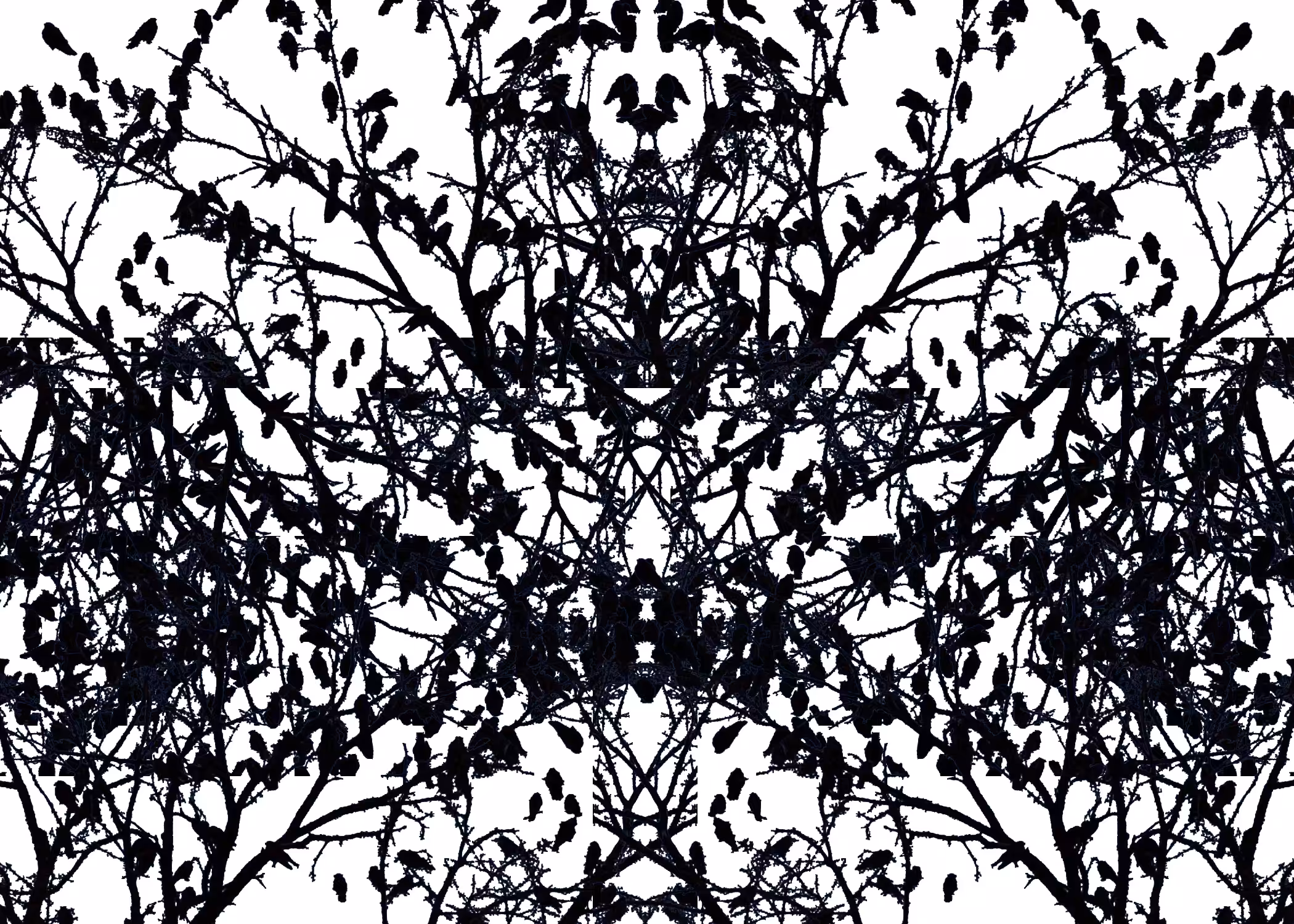 Crows