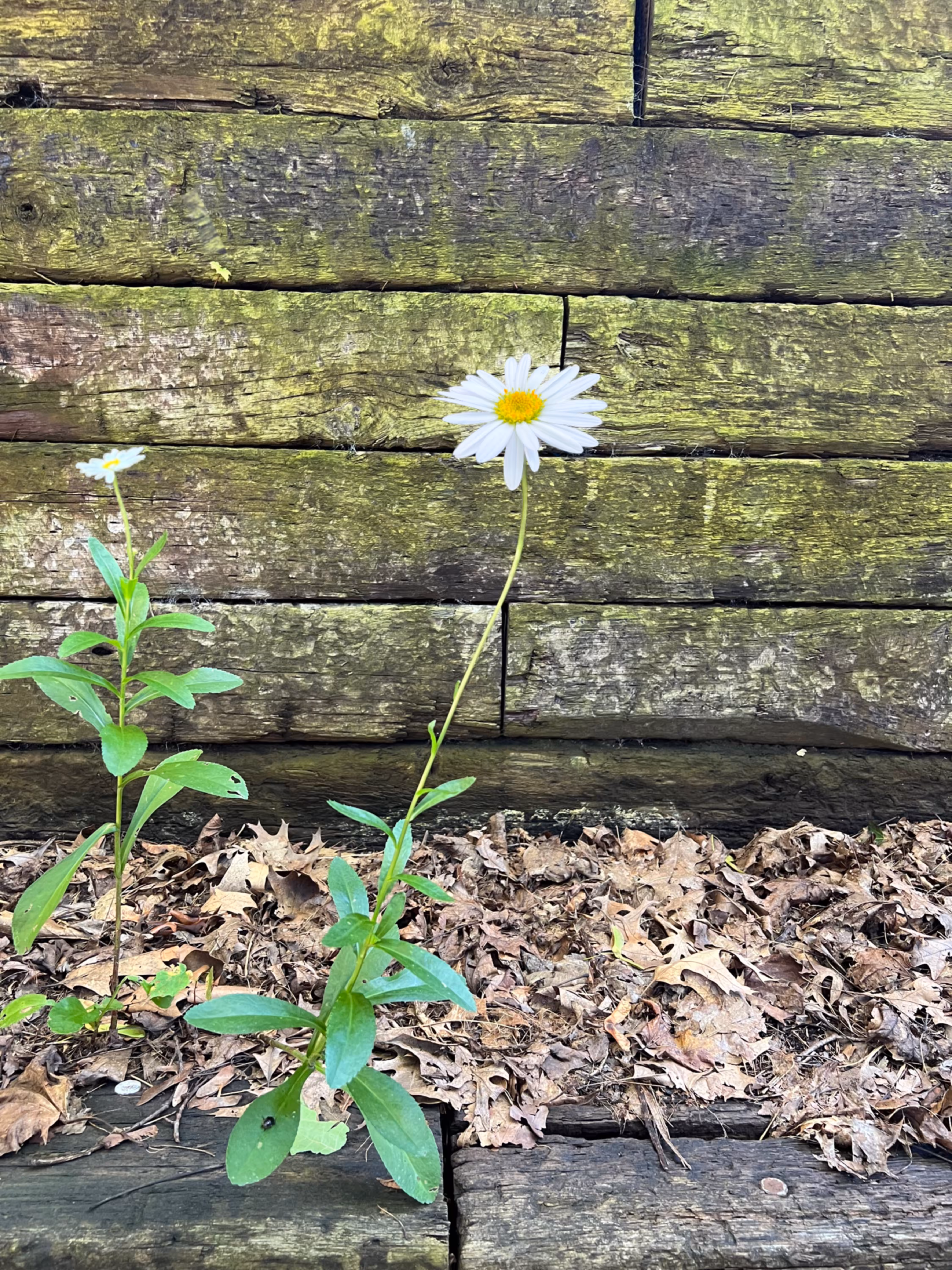 Daisies 