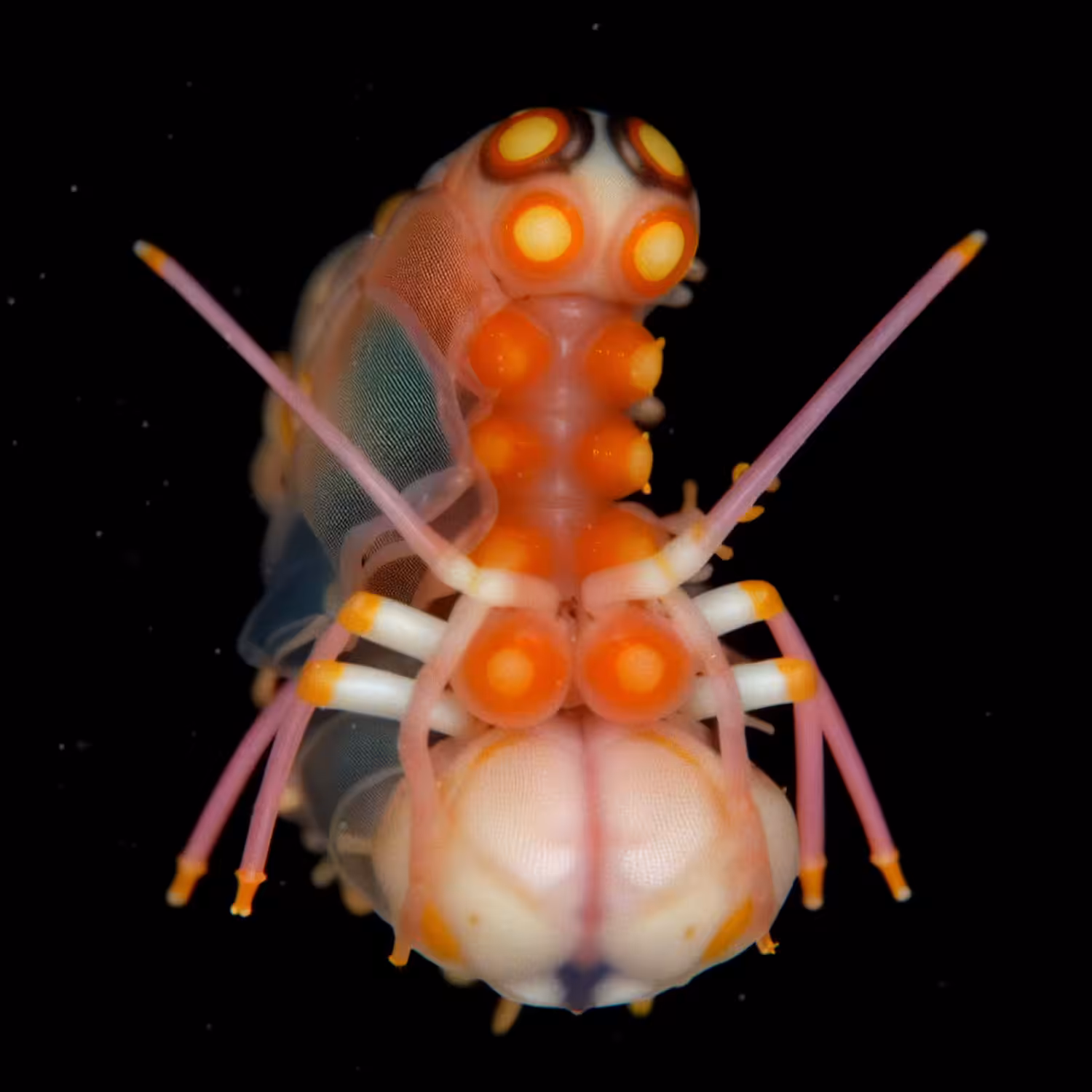 Isopodus Argenteus