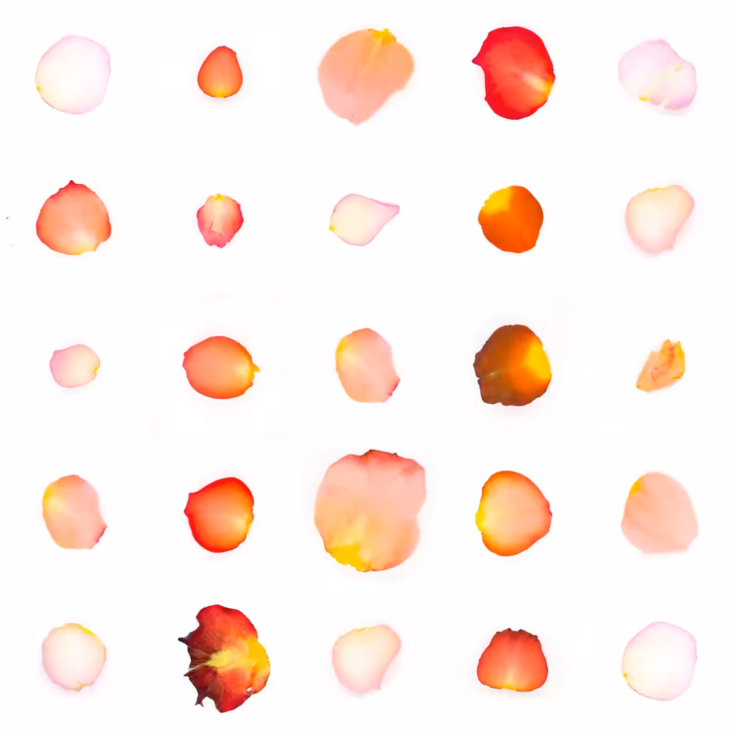 Infinite Petals 5x5#20245