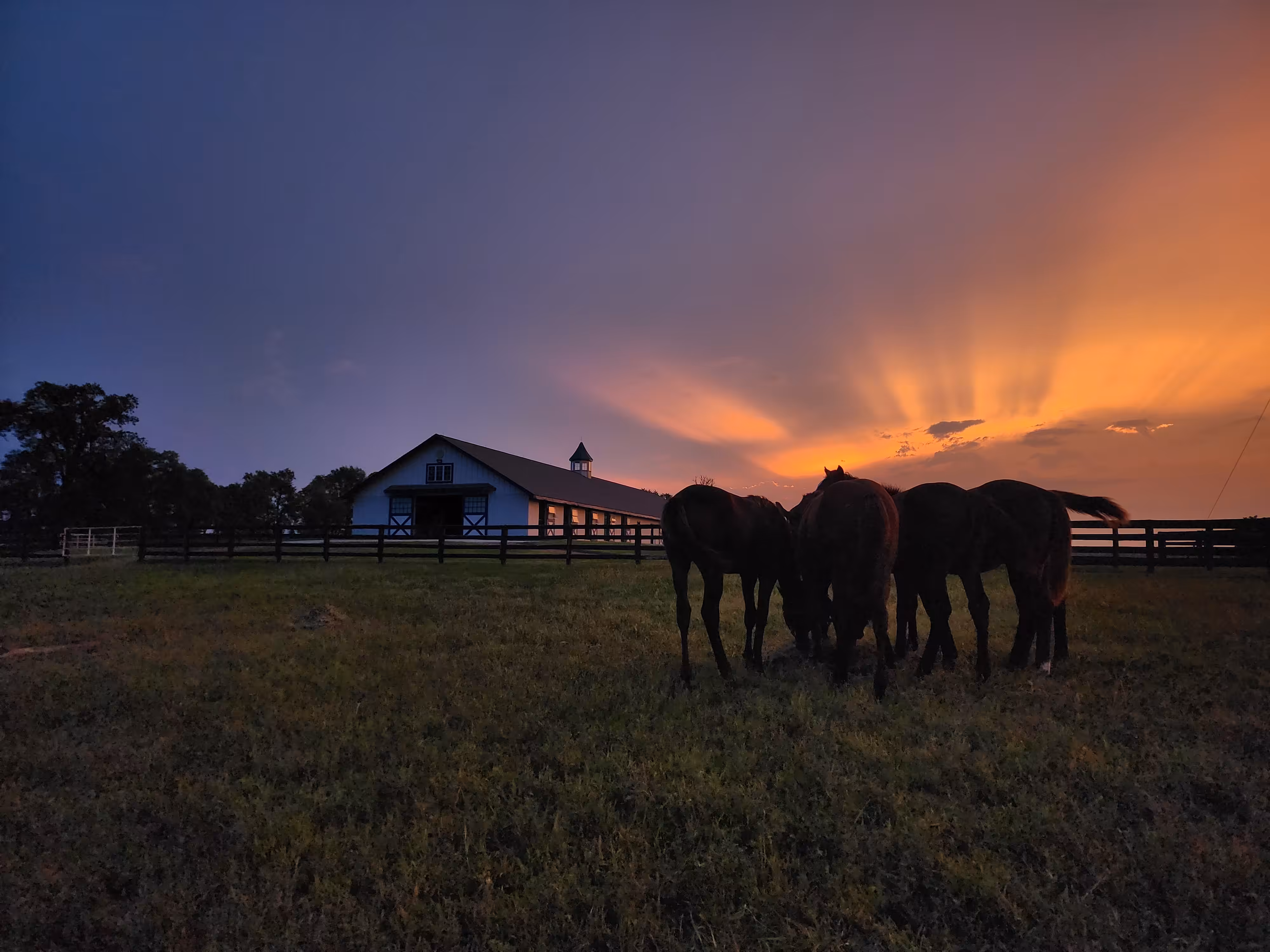 Kentucky Sunrise with Foals