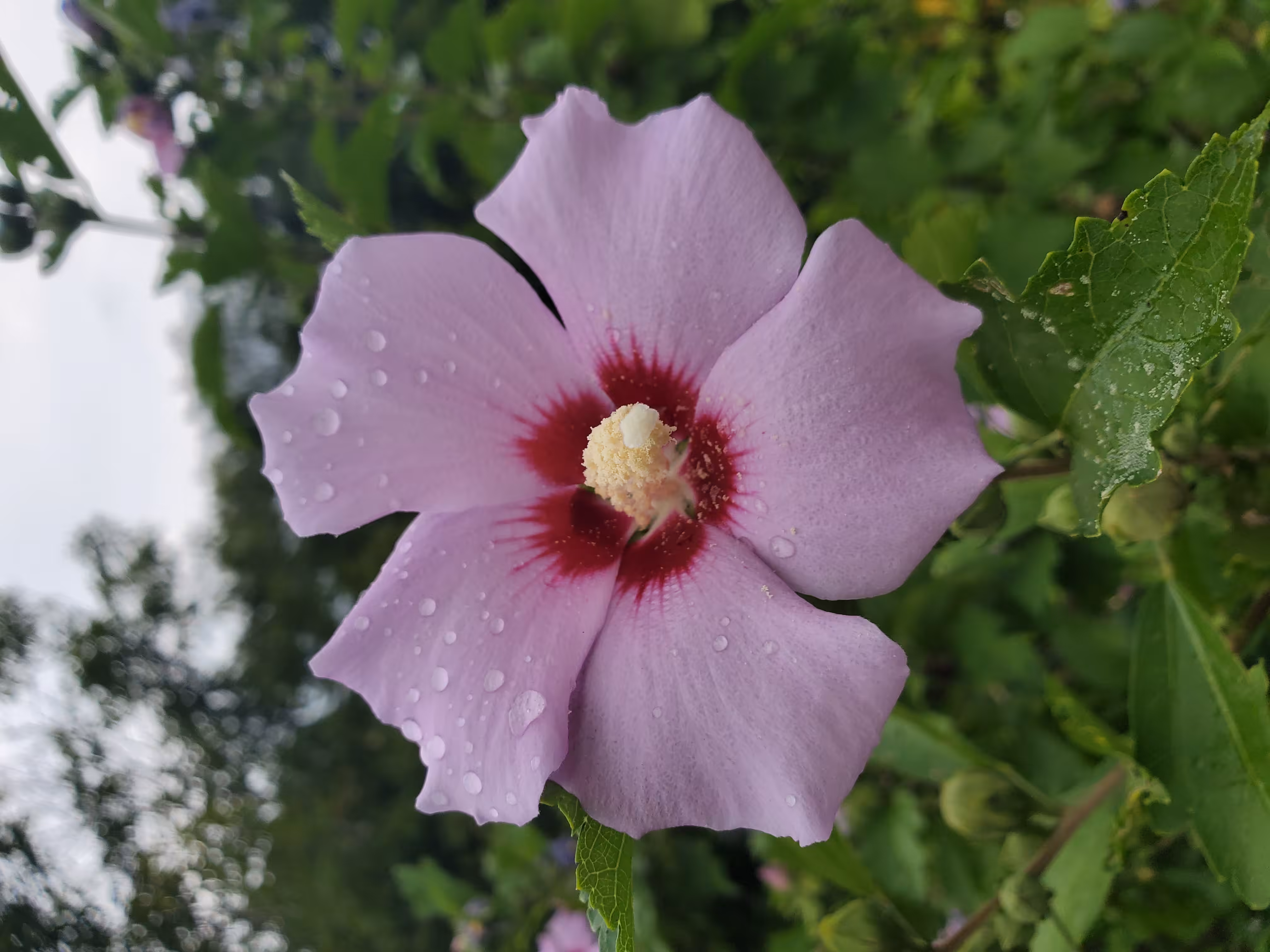 Dew covered flower