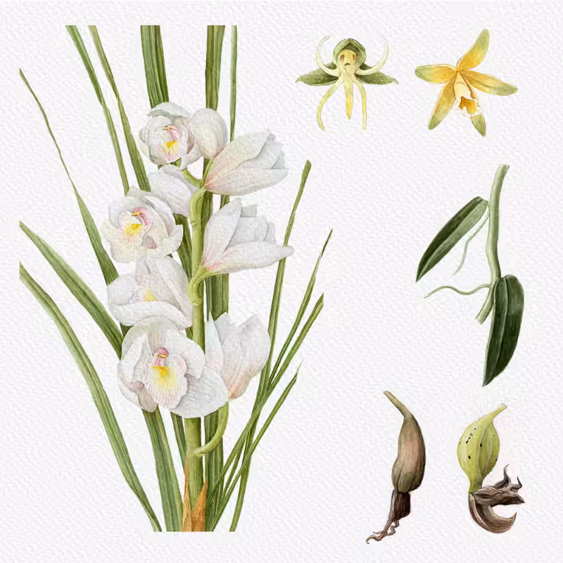 Botanical Illustration - Orchids 1 #8