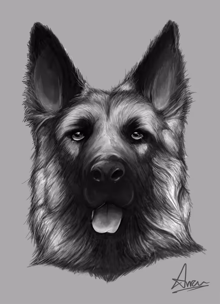German Shepherd.