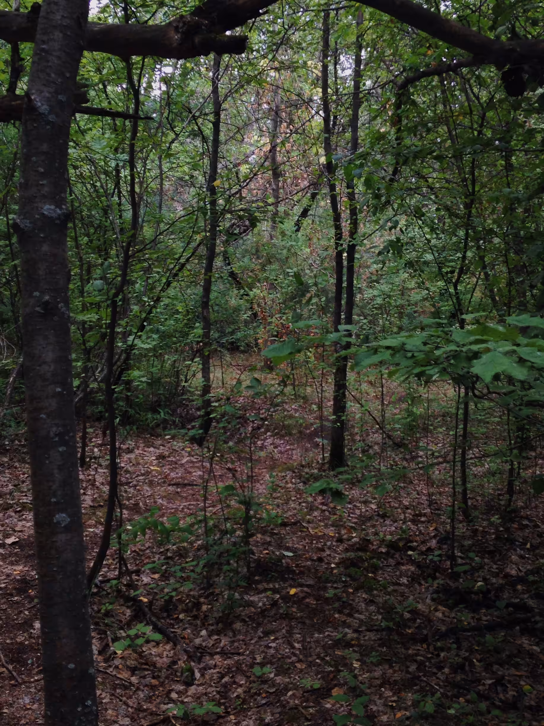 forest vision 03