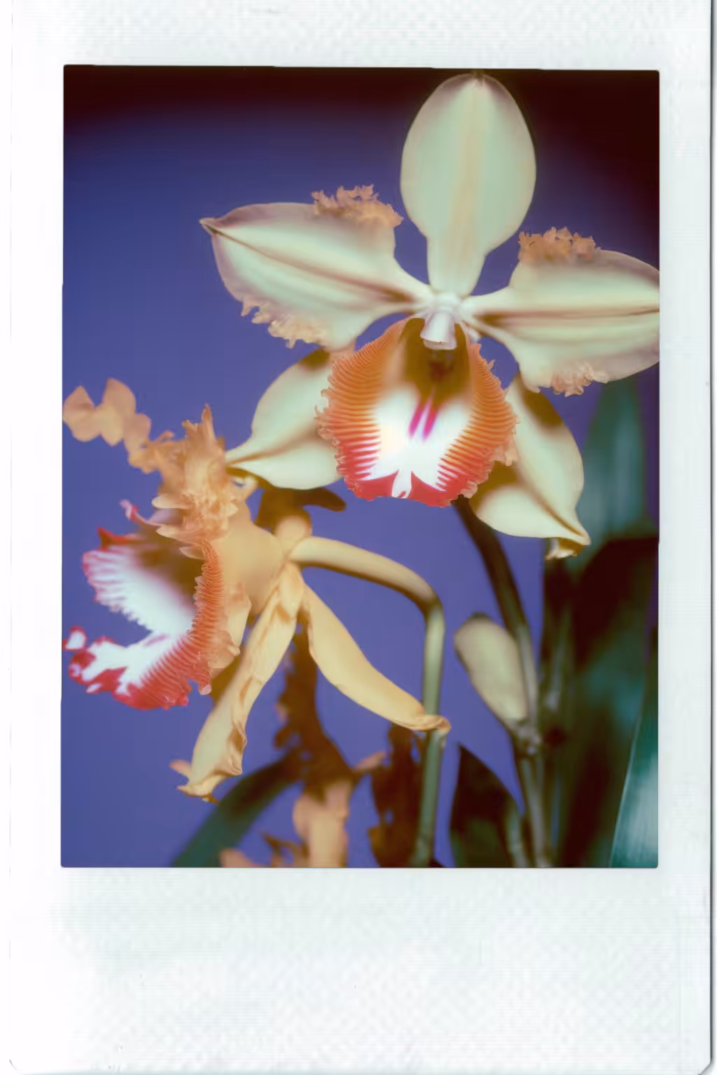 Cattleya Orchid, Instant Photo (instax wide), 1992