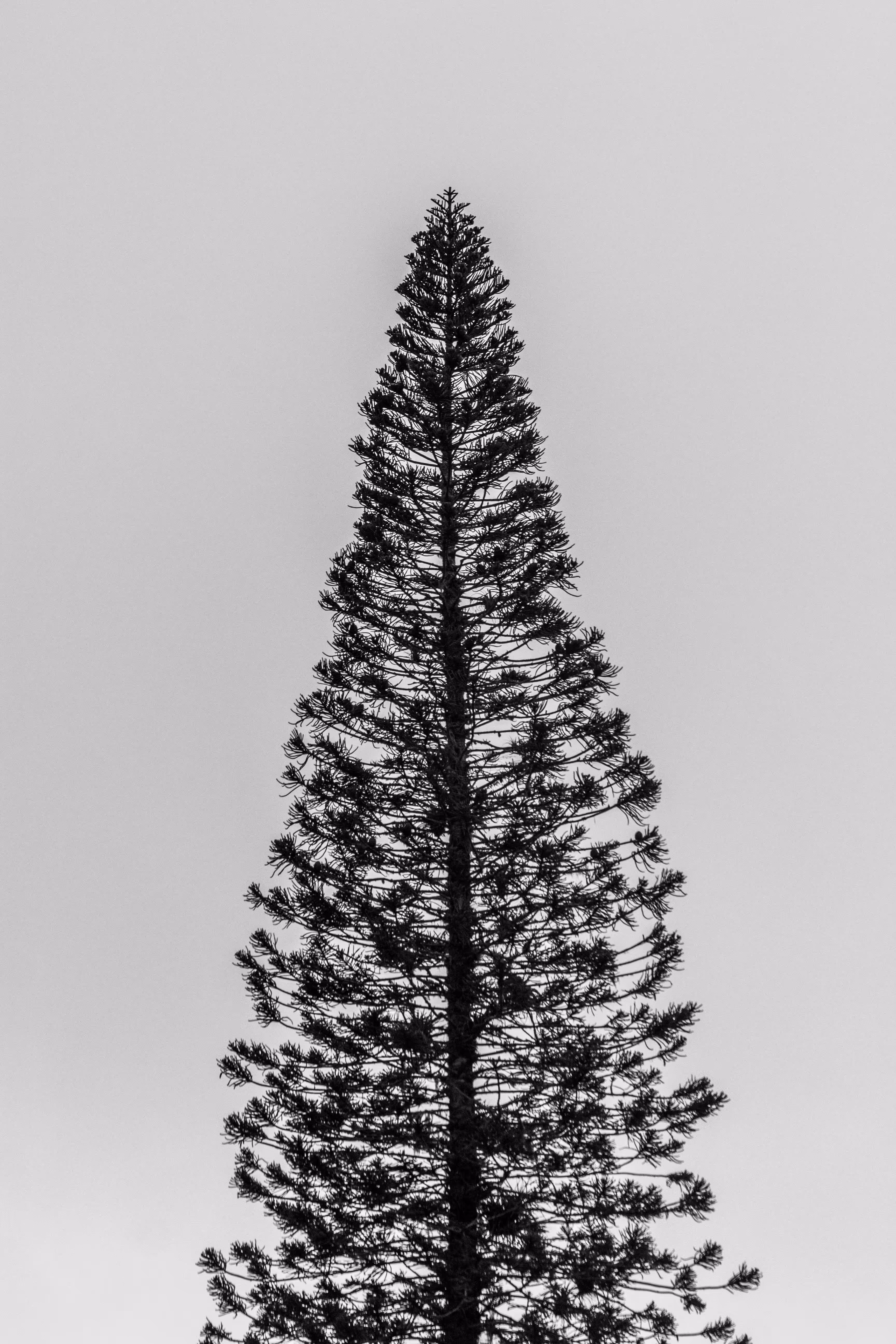 Nature Minimalism #1