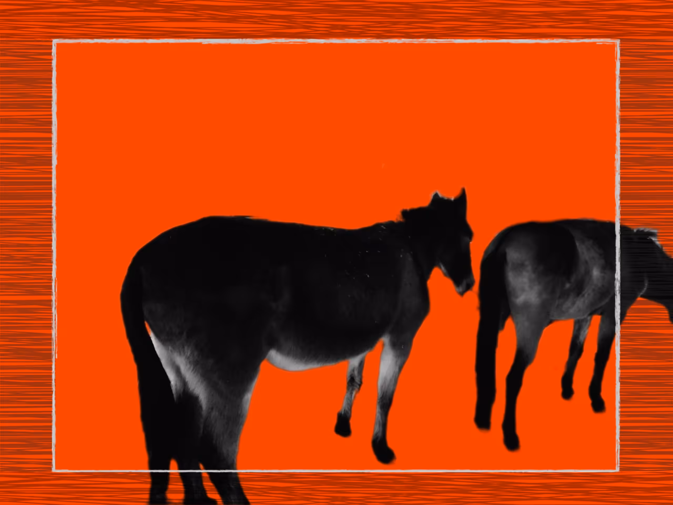 Donkey