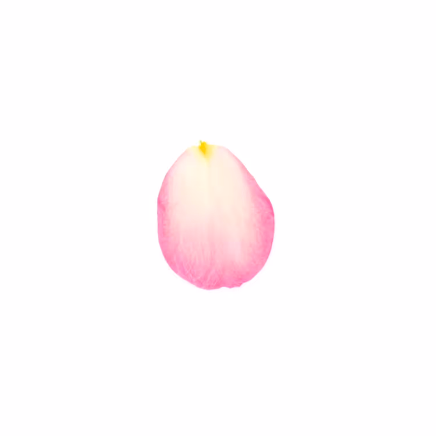 Infinite Petals 1x1#90