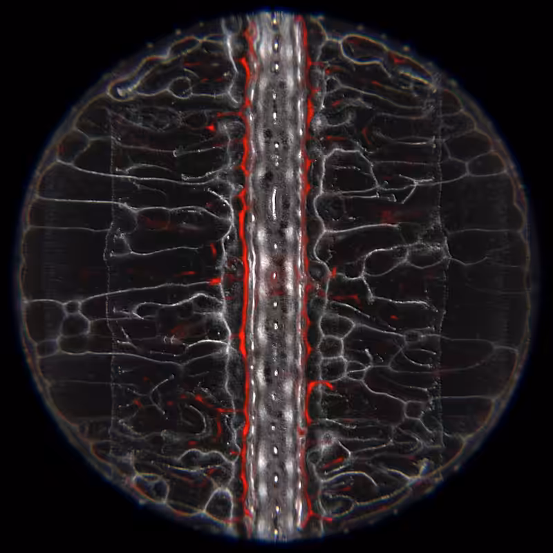 Ethereal Microcosm #183