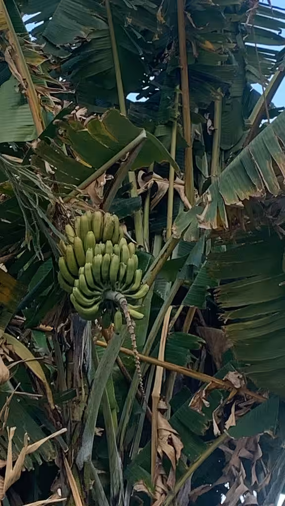 BANANA IS YELLOW / NIGHT WALK VERSION / 001 444422022024520