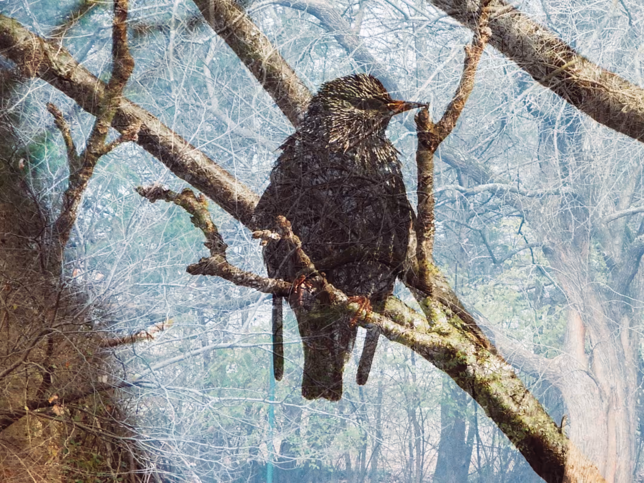 Tree Starling