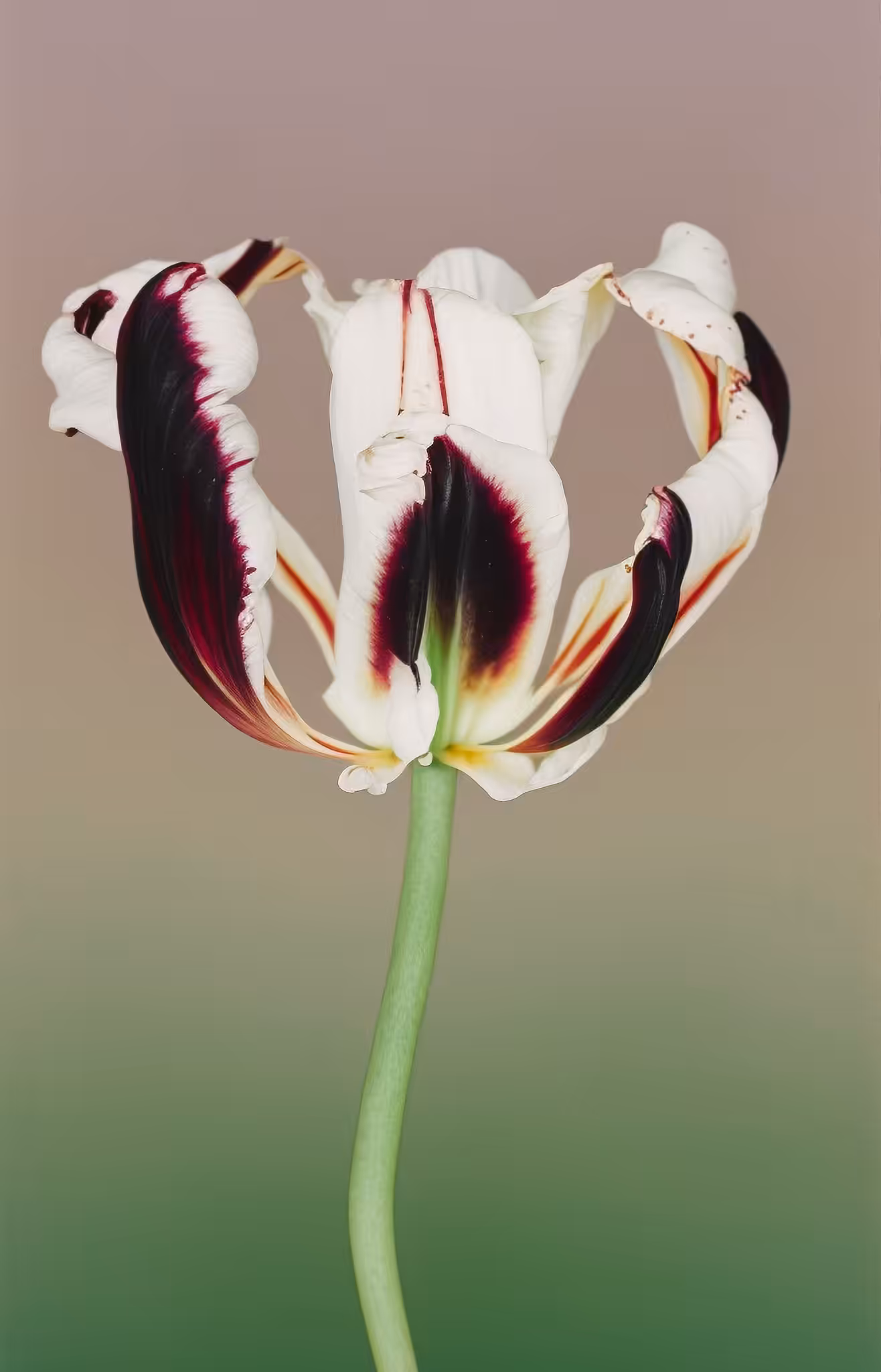 Tulip Hybrid, Archival Pigment Print, 2005