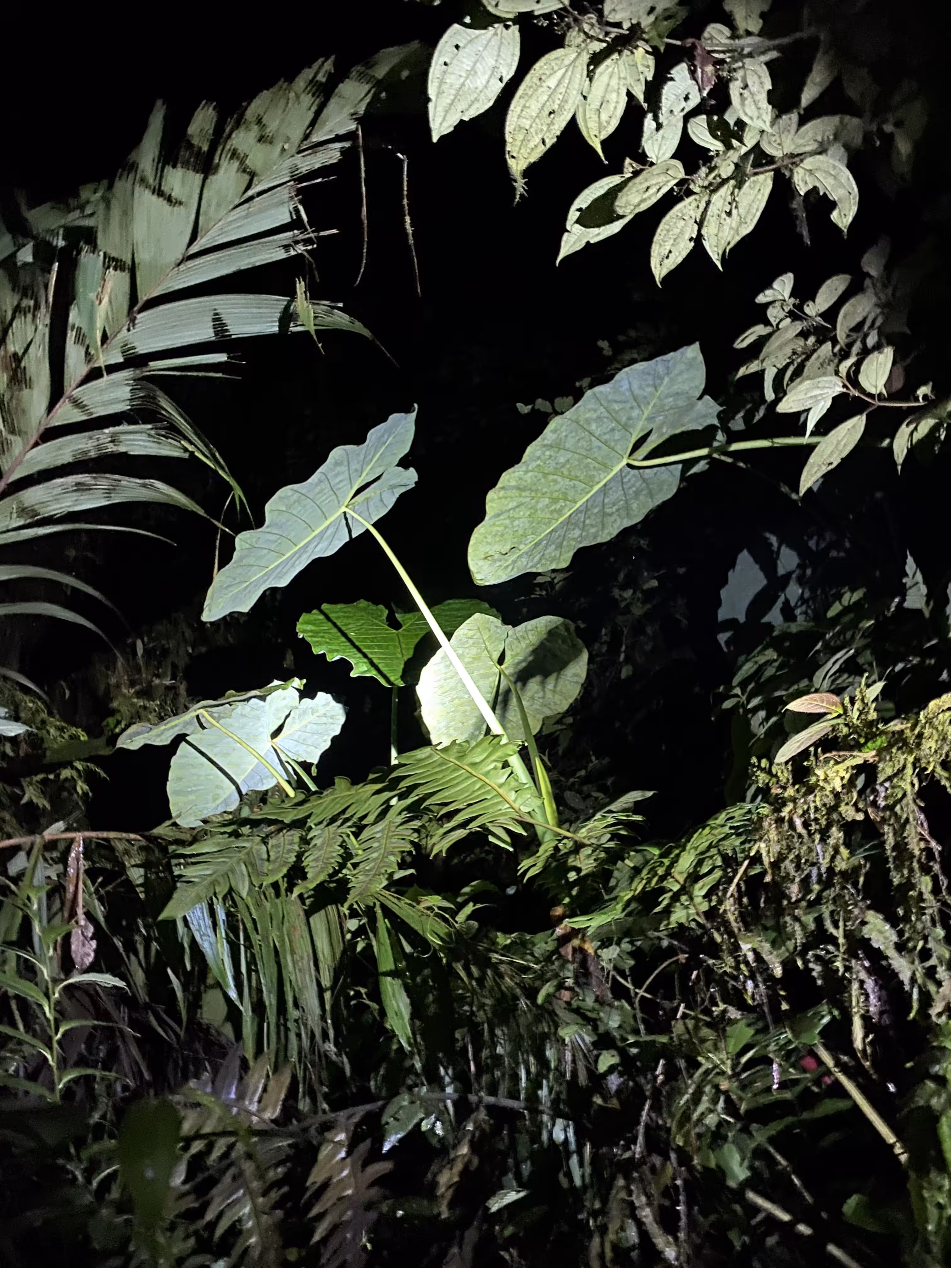 Dense Greenery, Mashpi Reseerve