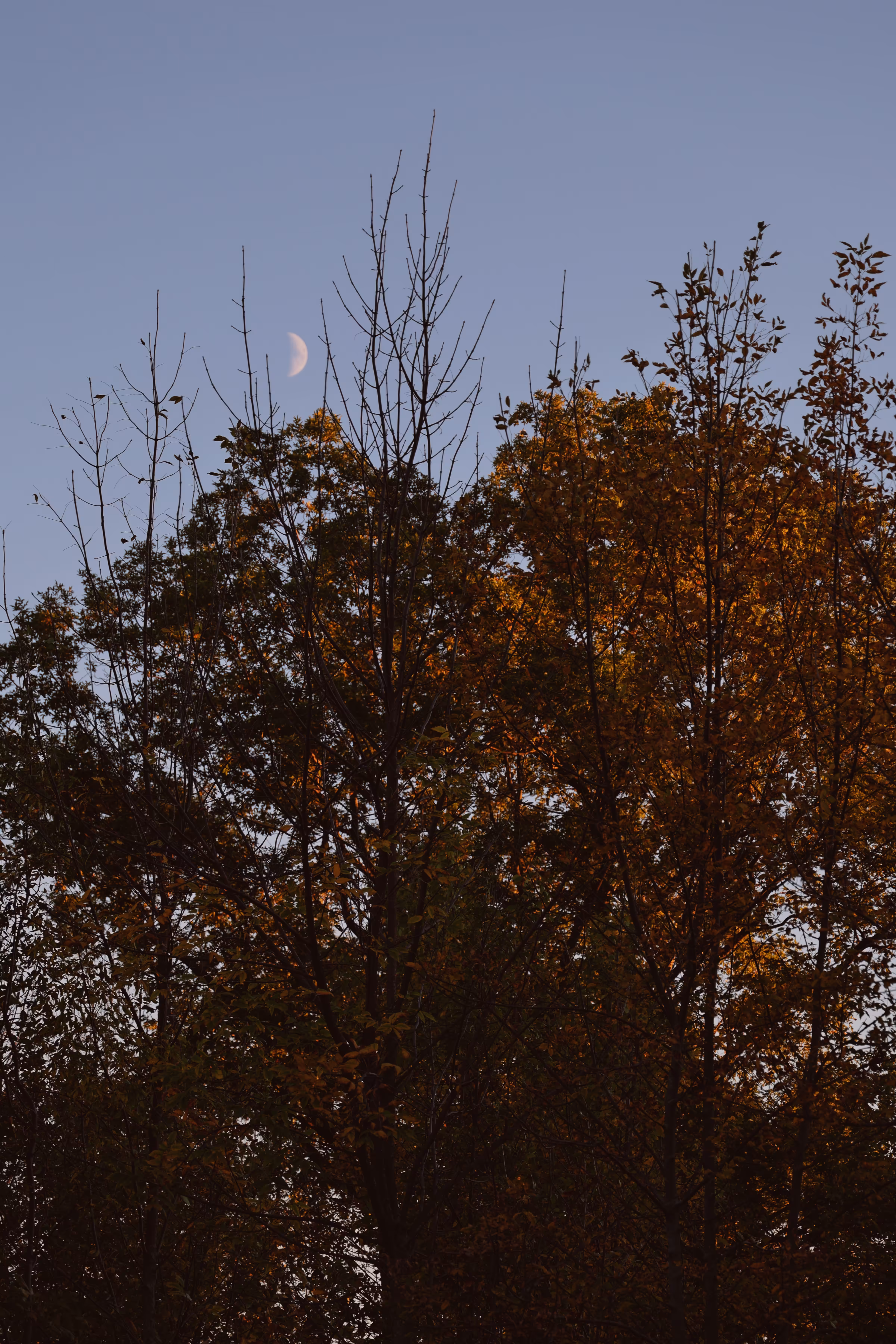 _moon