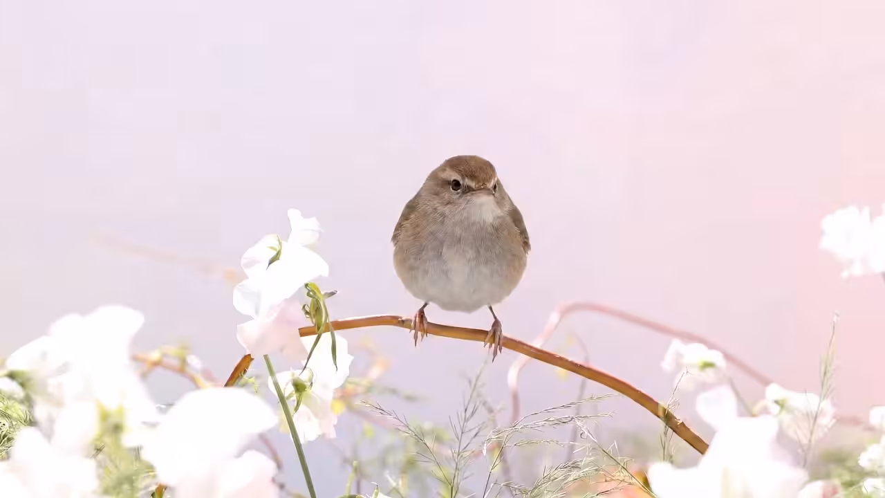 Birds Observations: Kyra, A Place Between