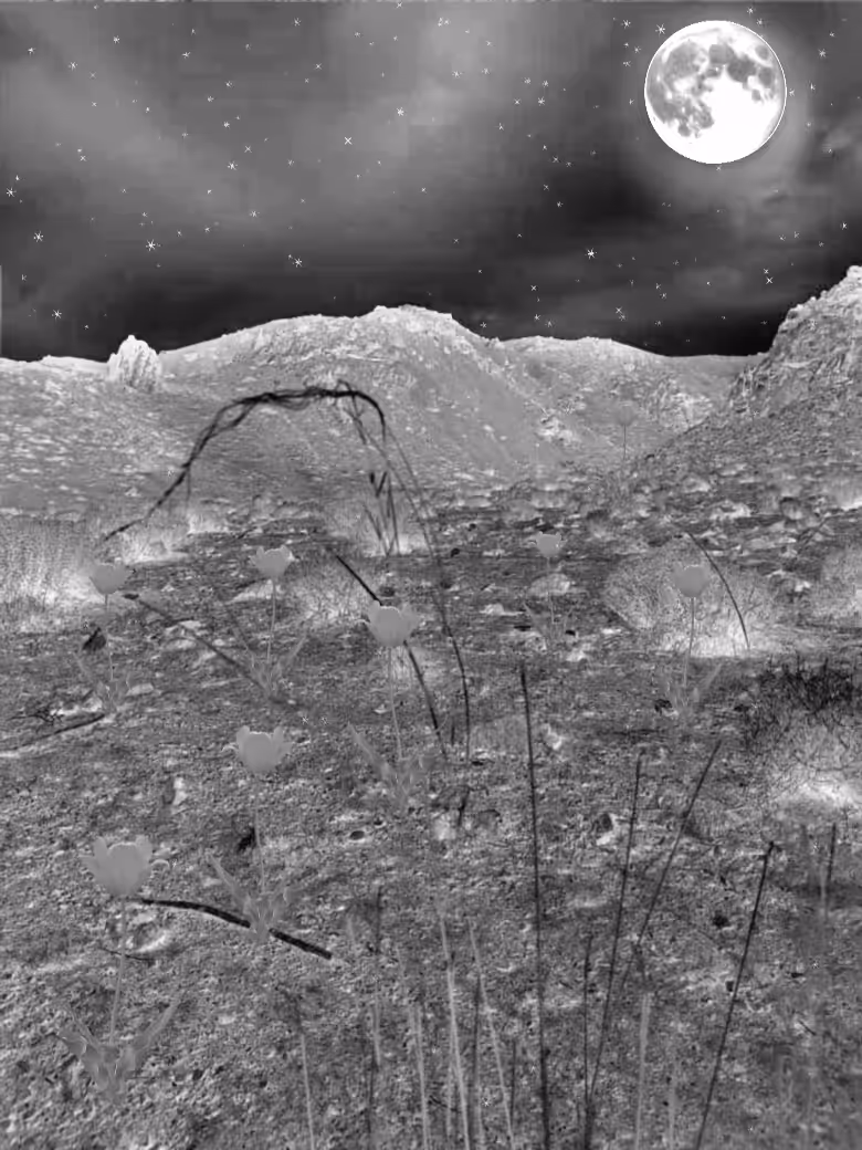 Moonlit Night