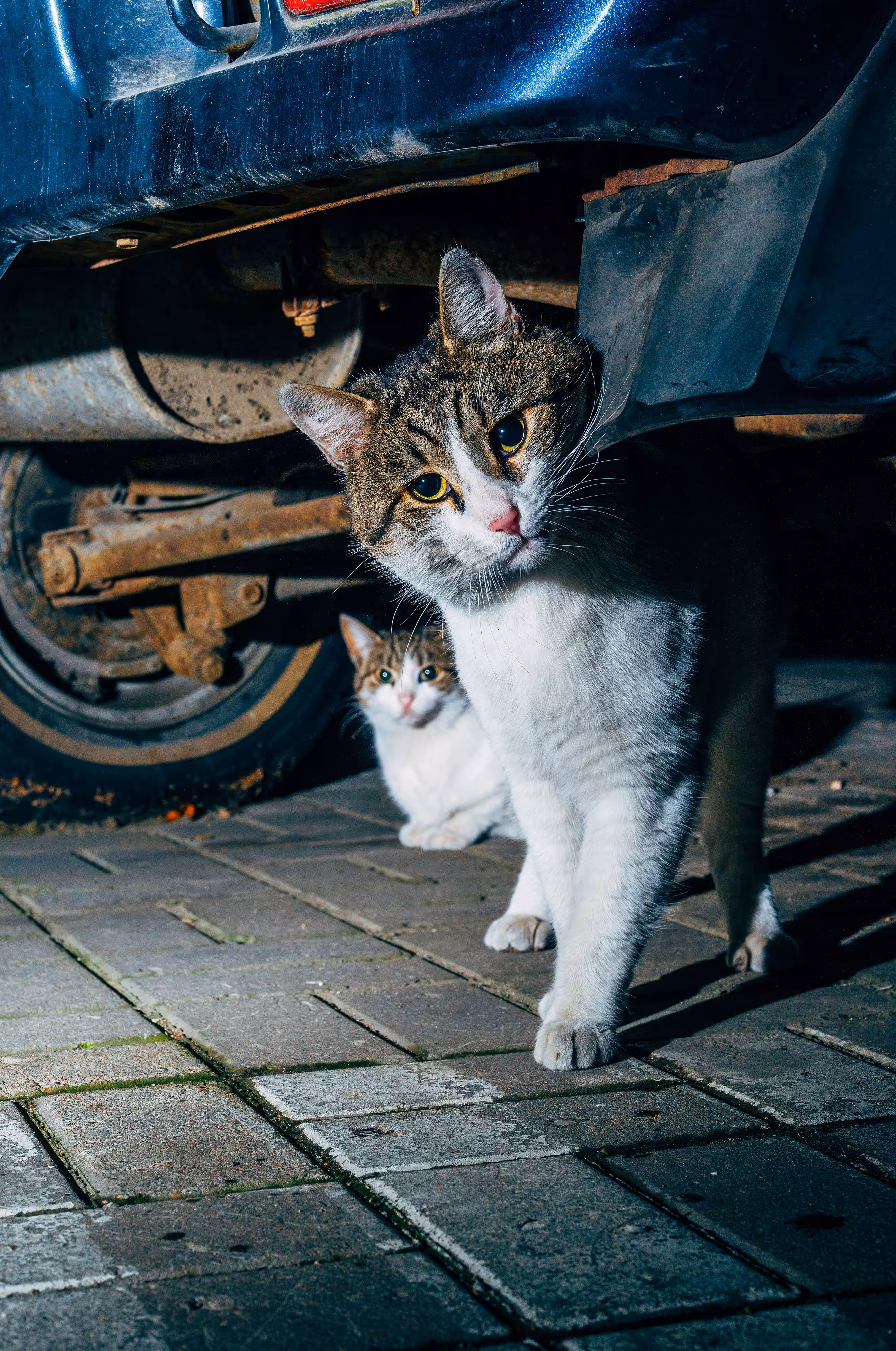 Backyard Diaries – Vol.1 #15