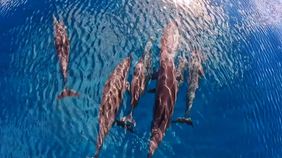 Baby Dolphin Breathe