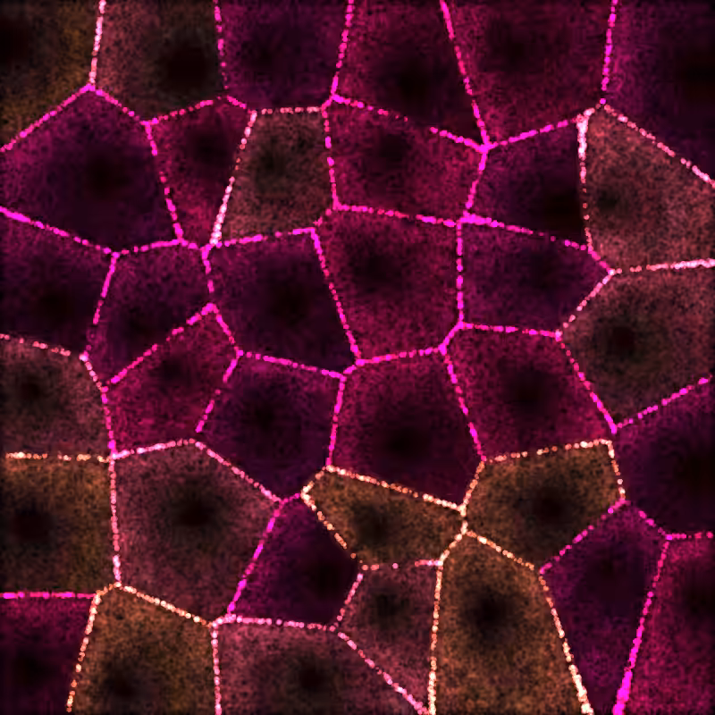 Cellular #4