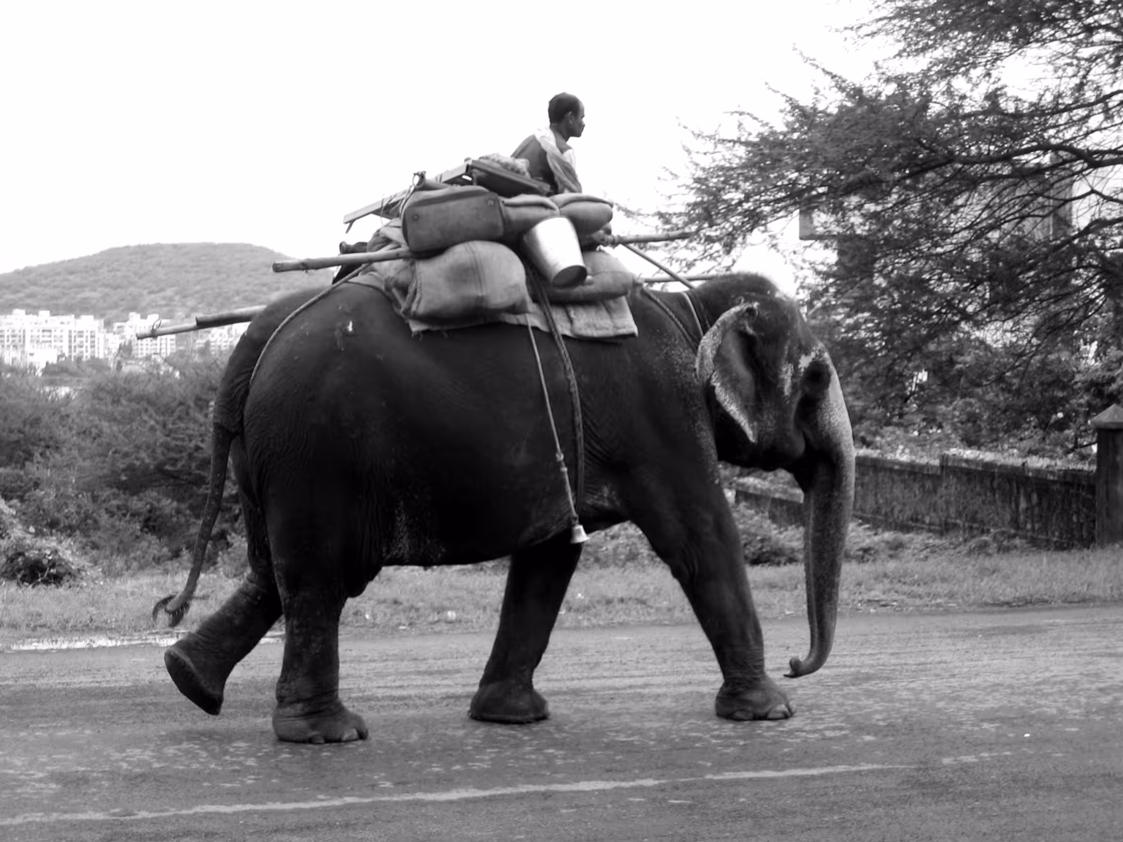 Riding the Elephant