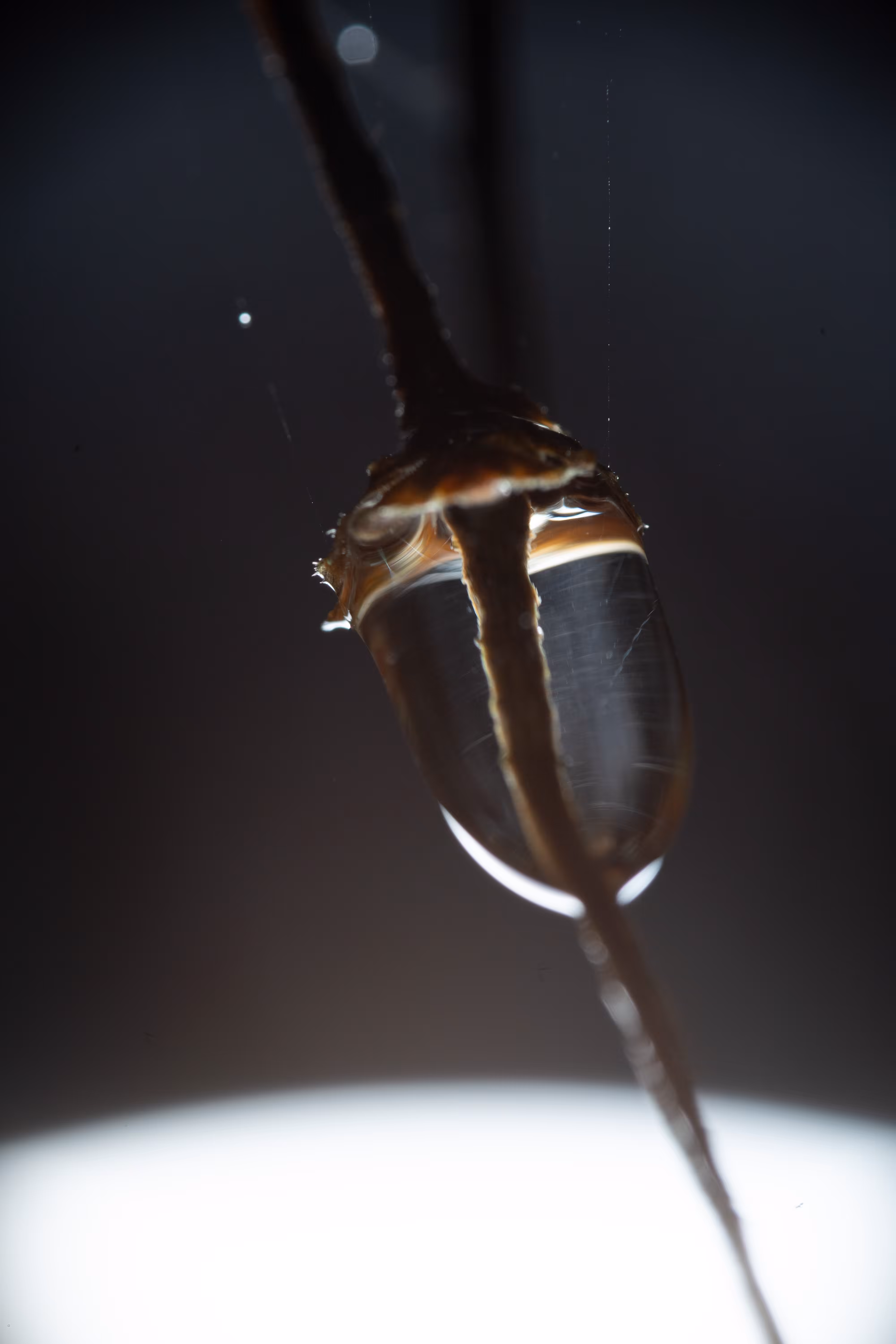 Resting Raindrops #50