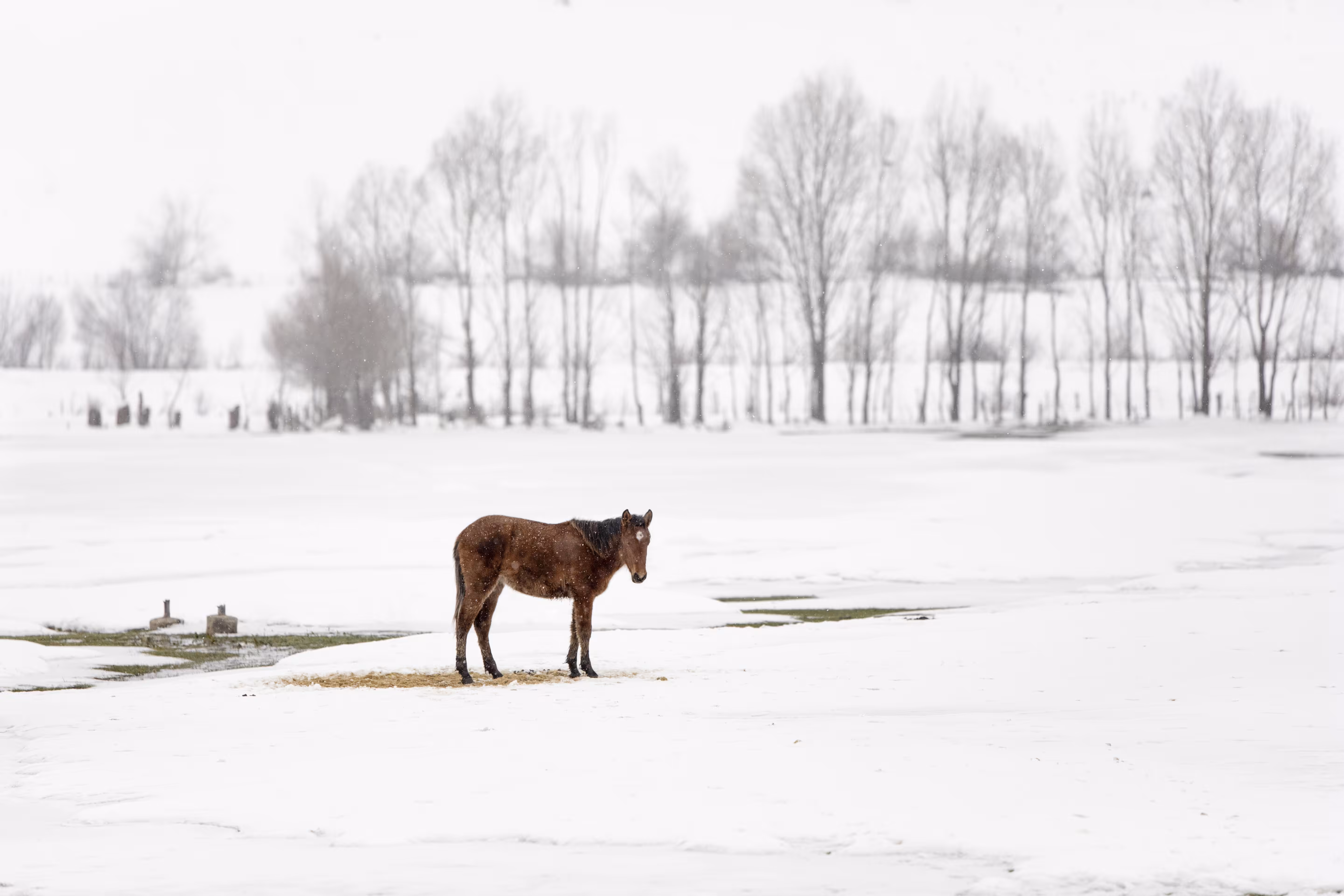 Horse in Snow