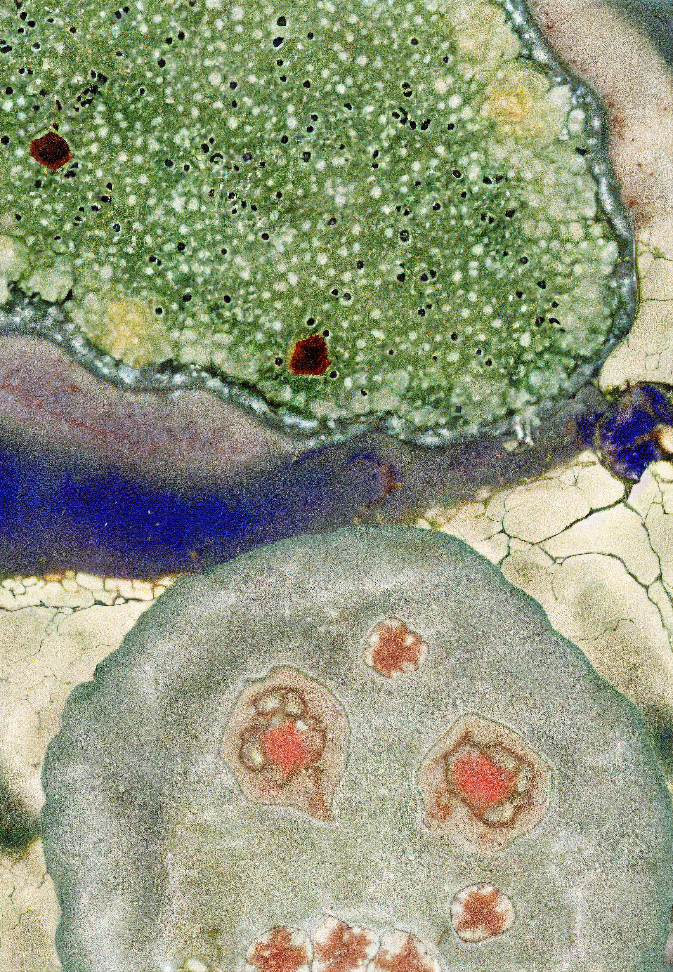 Histologia In Silico #199