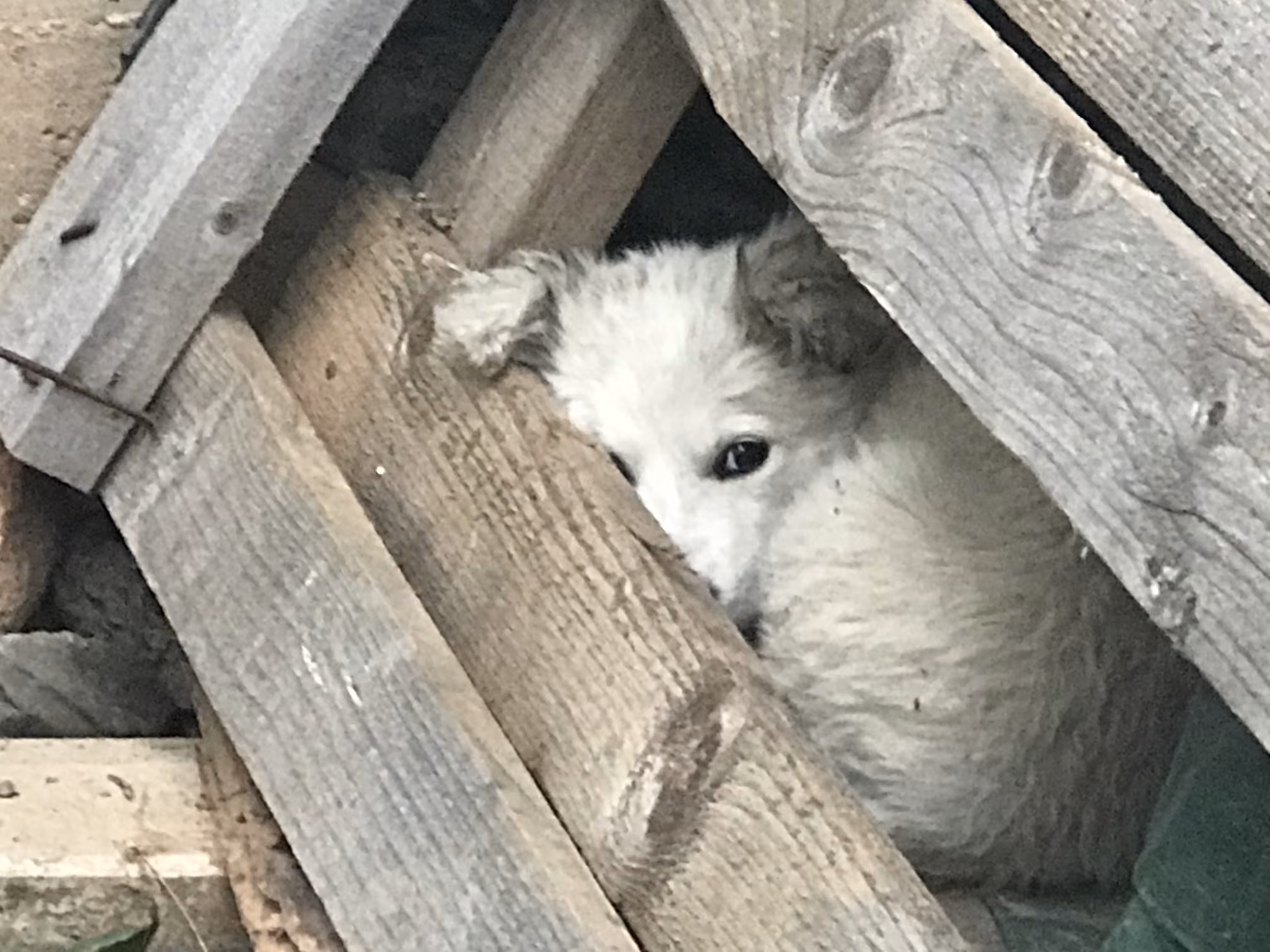 Simba Hiding after being Rescued.