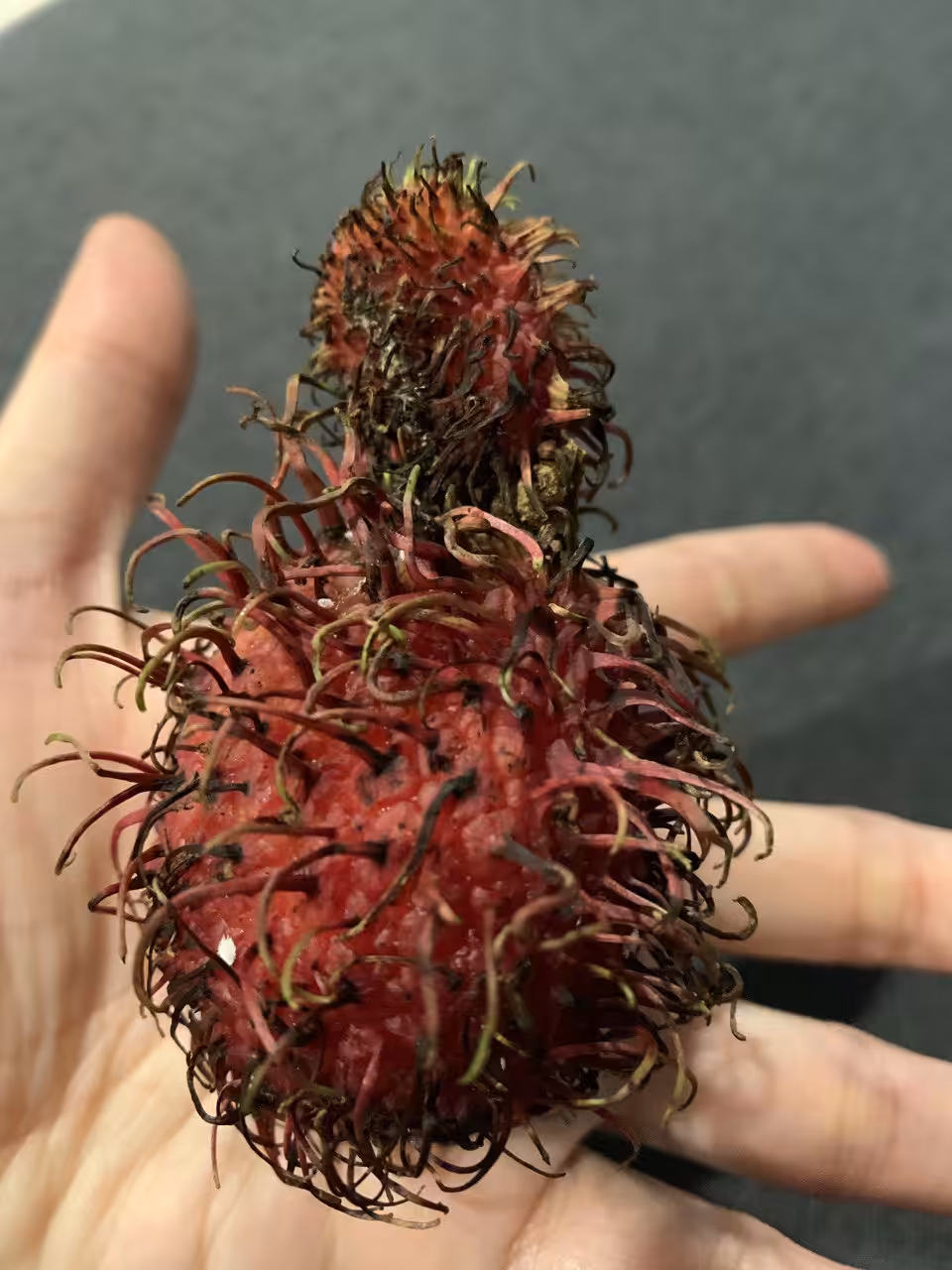 RAMBUTAN