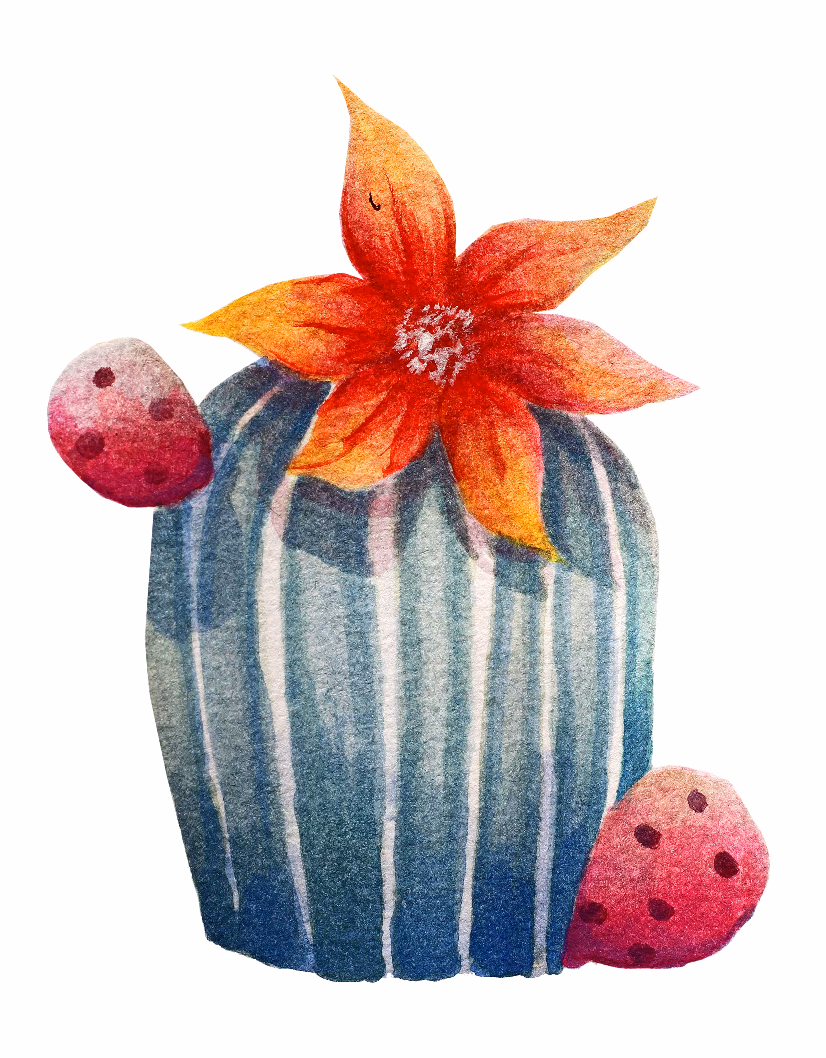 CACTZ 007
