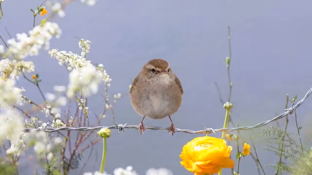 Birds Observations: Kyra, Where Water Meets Sun