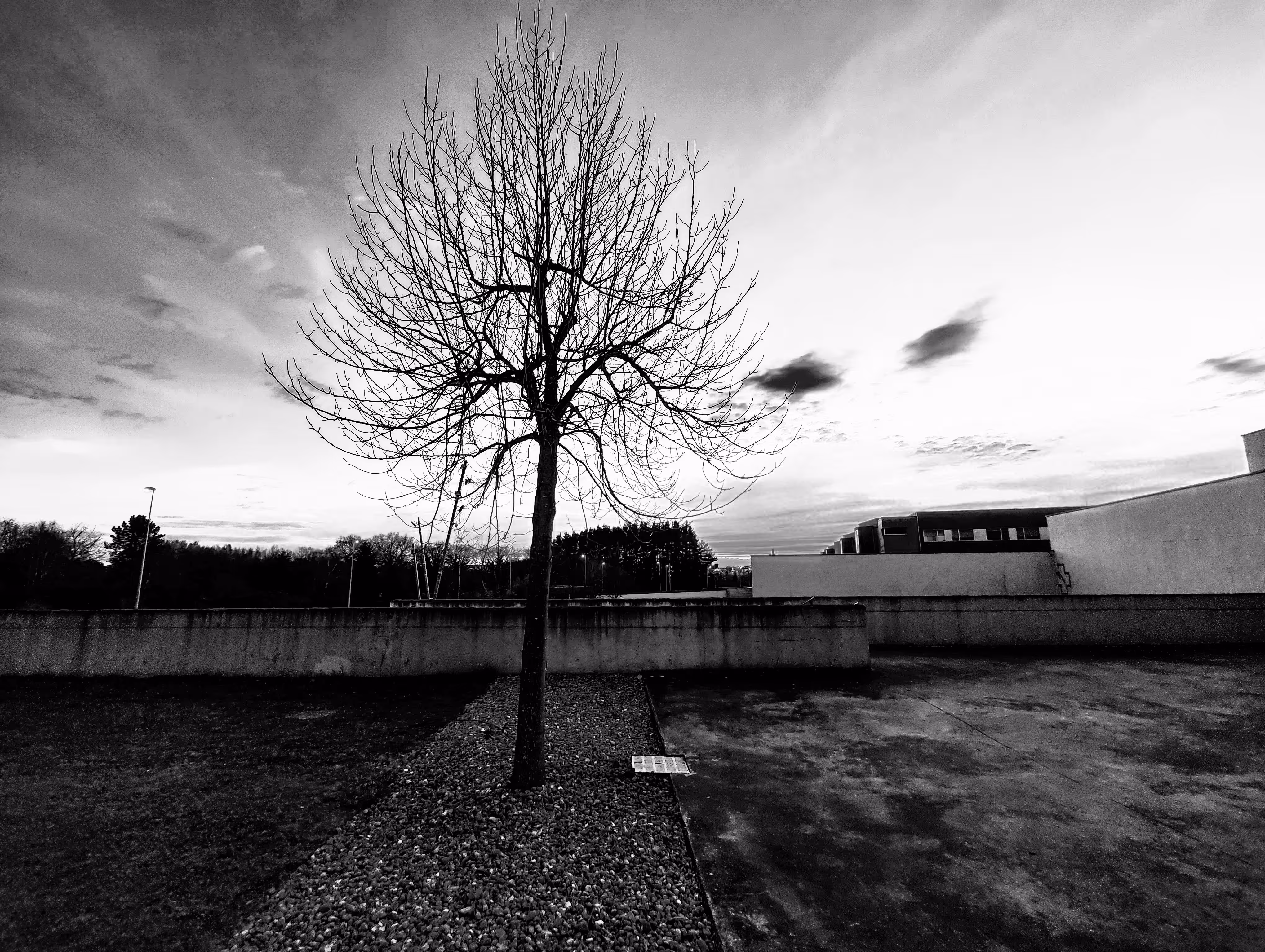 Lonely tree