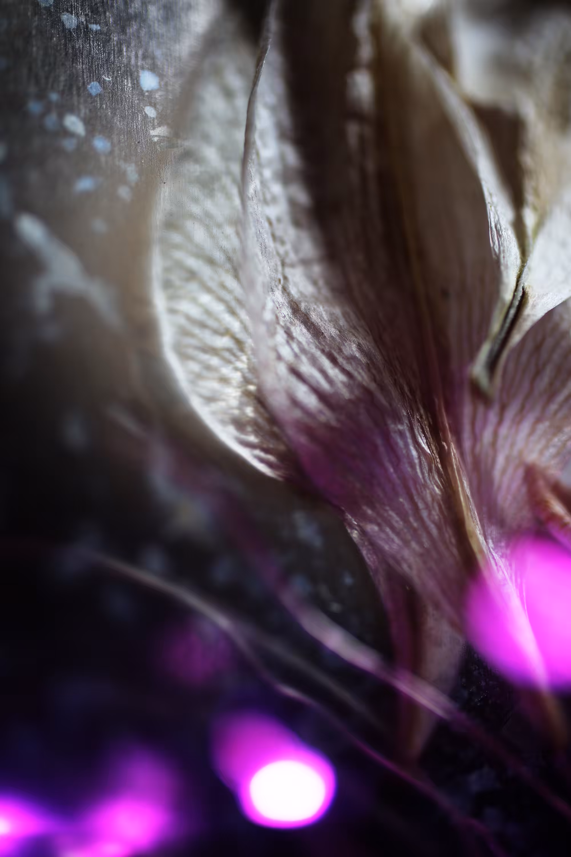 Lilium-vacum_01