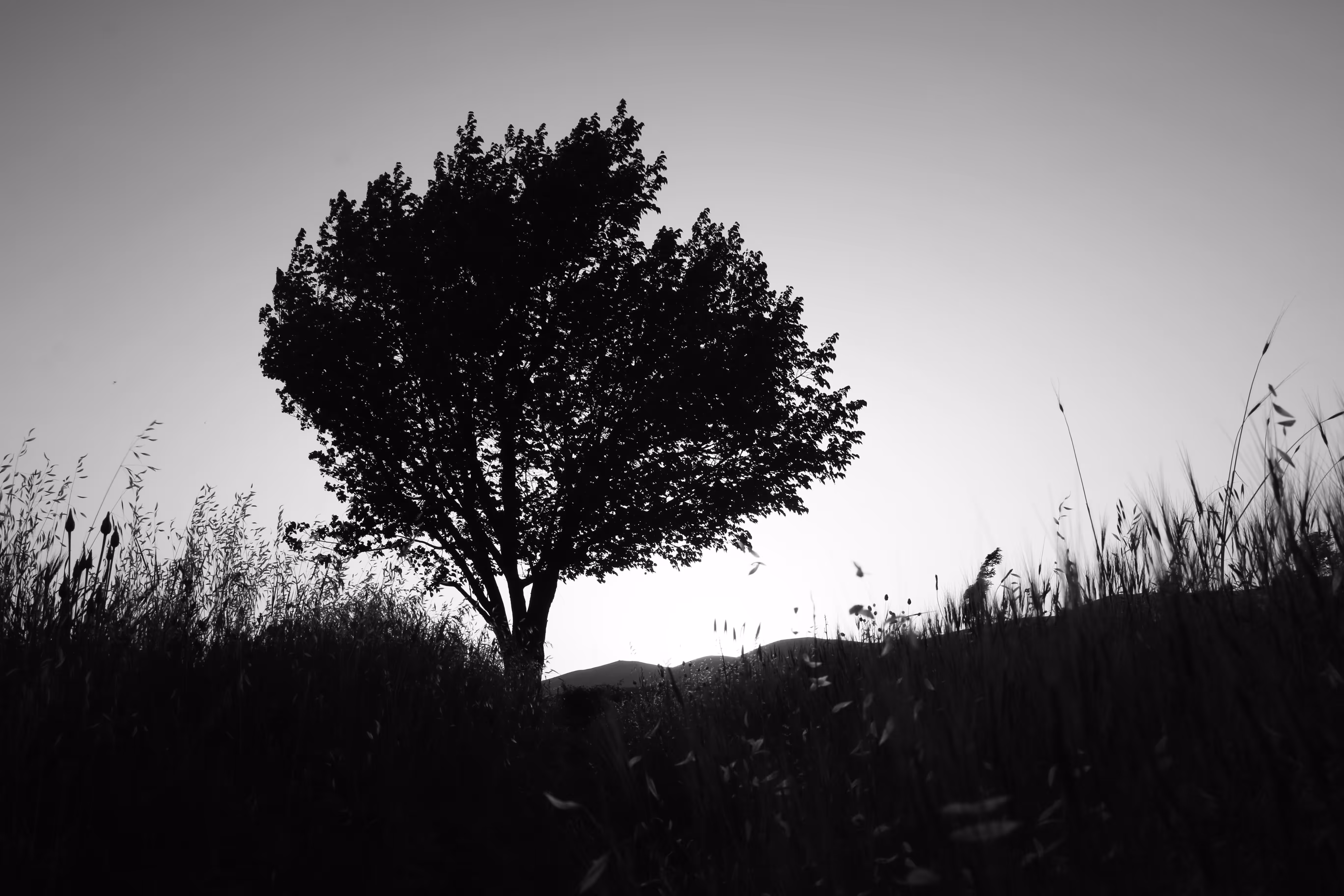 Single tree