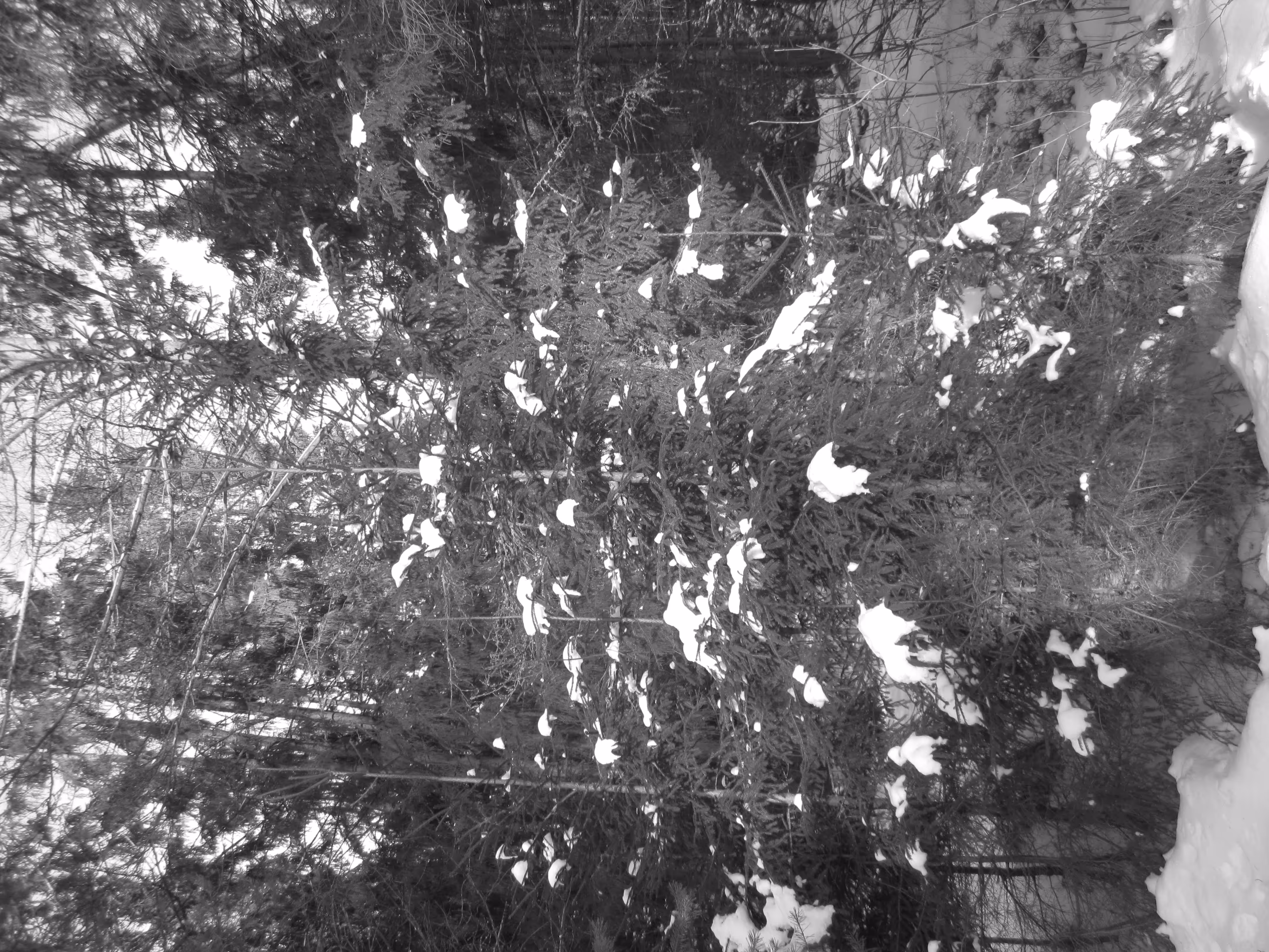 Photos: In the forest