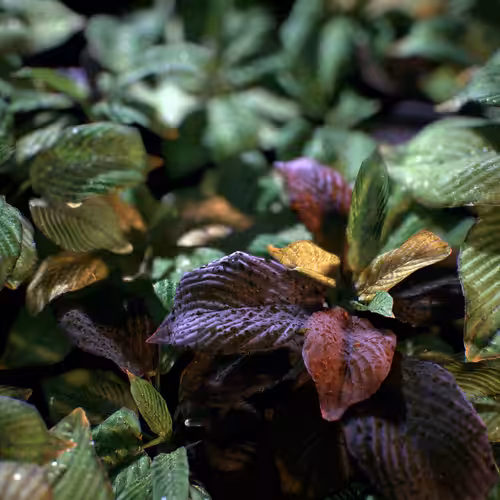 Hosta plant
