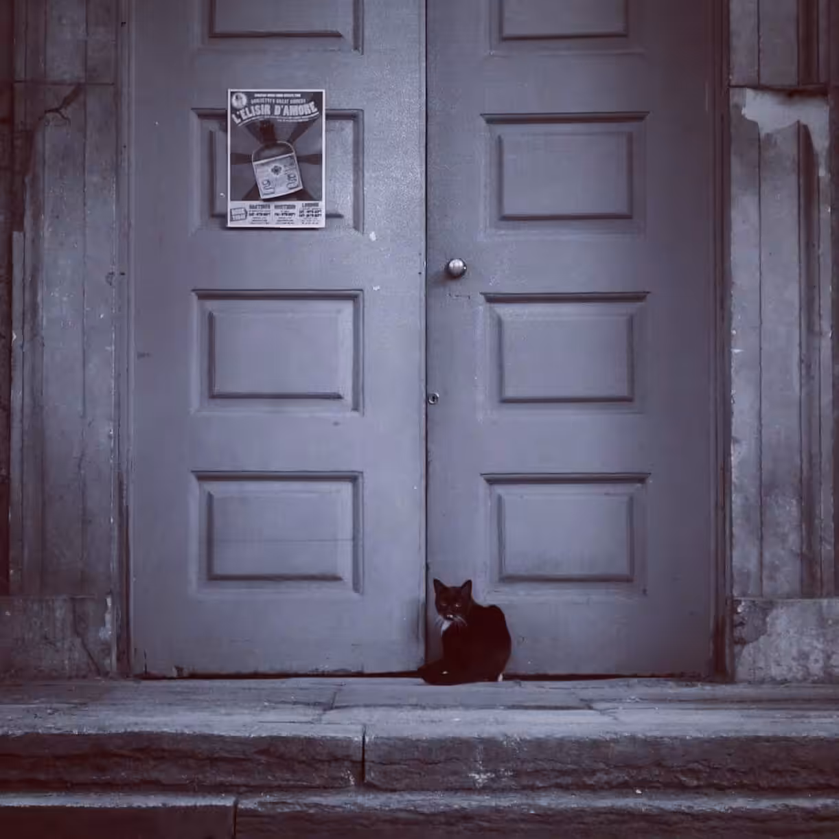 The Black Cat 