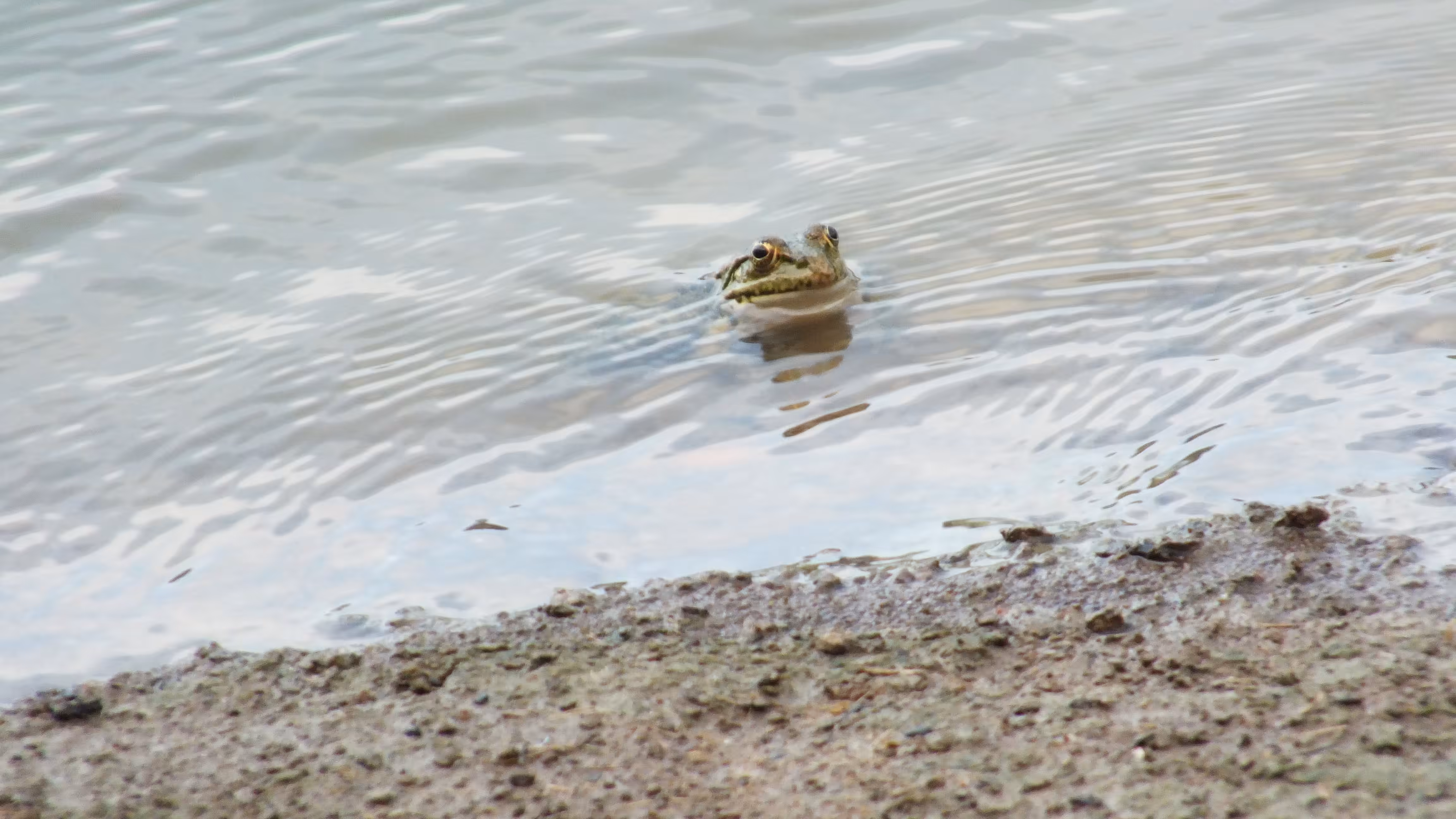 Frog