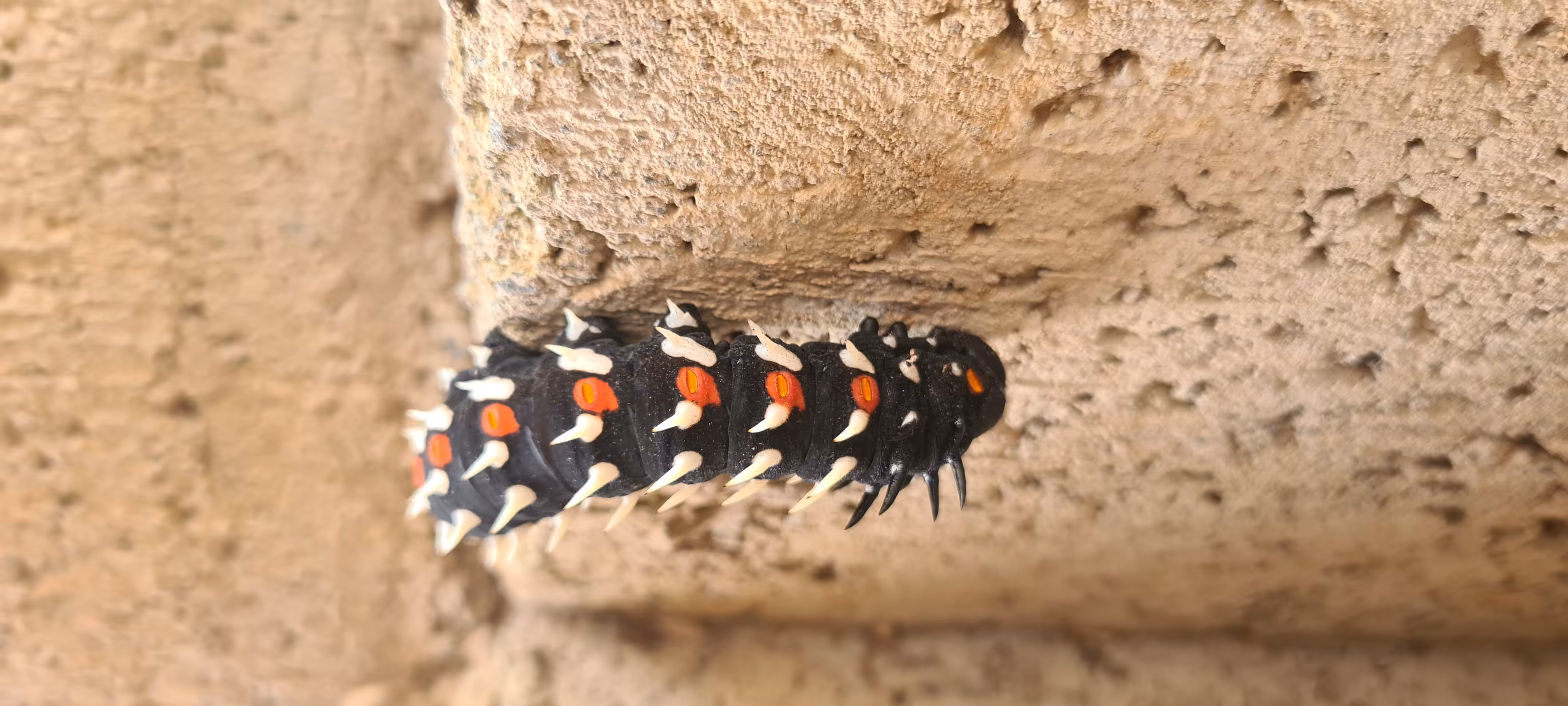 Catapiller