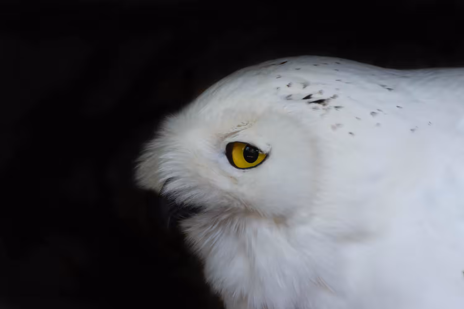 Snowy owl Portrait