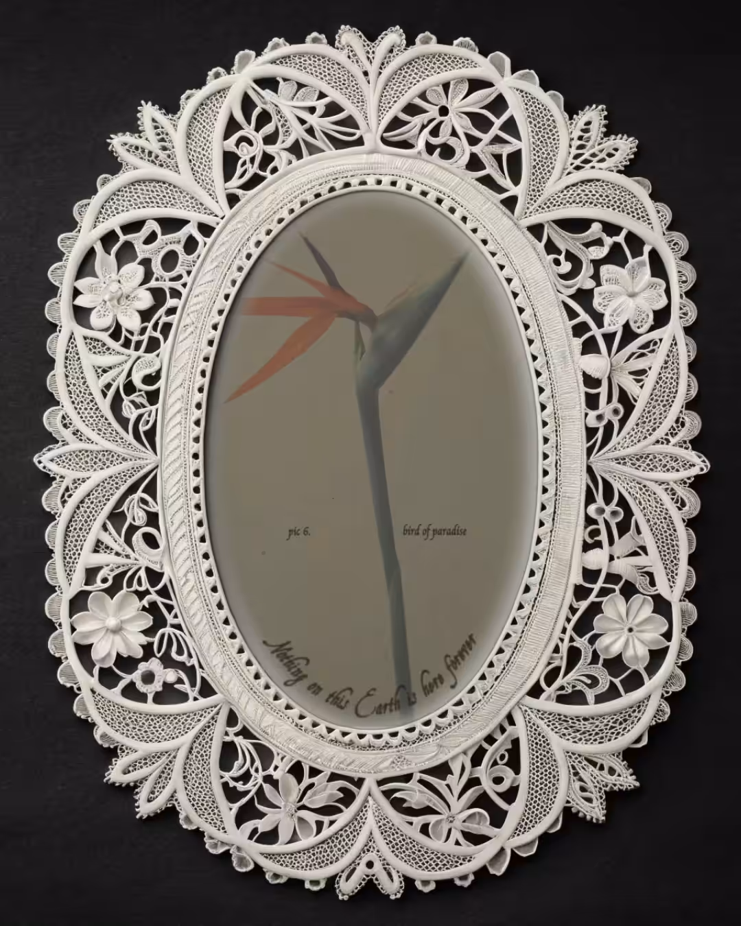 Flower study: bird of paradise