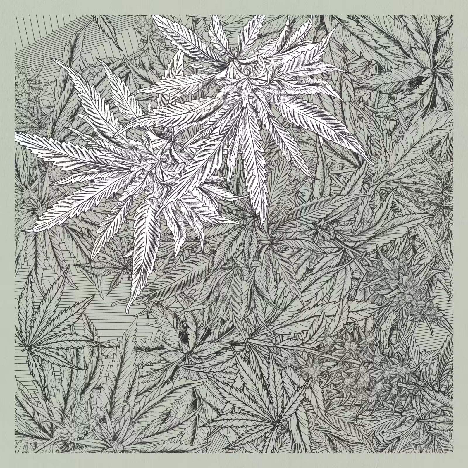 zancannabis #164