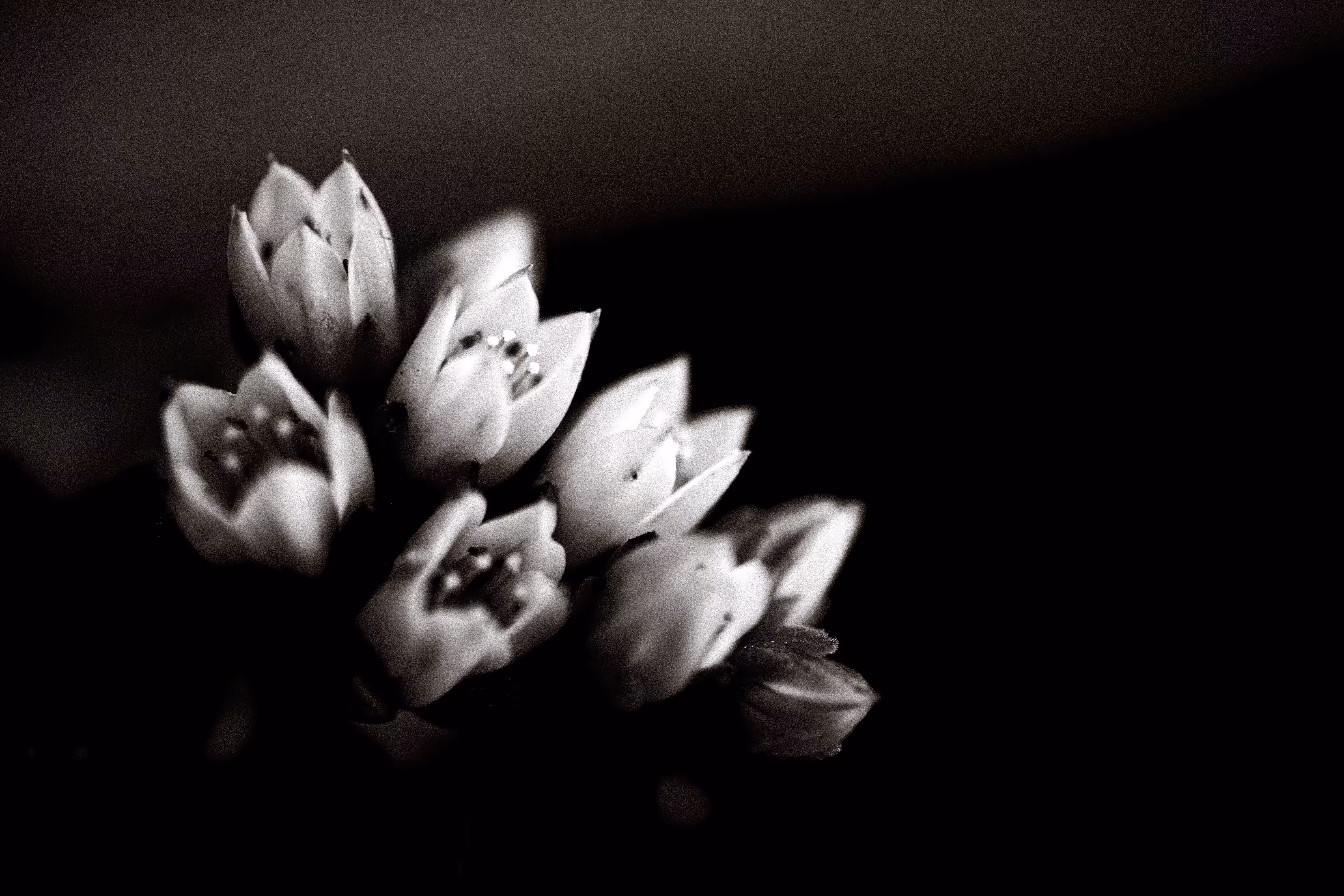 flora 1