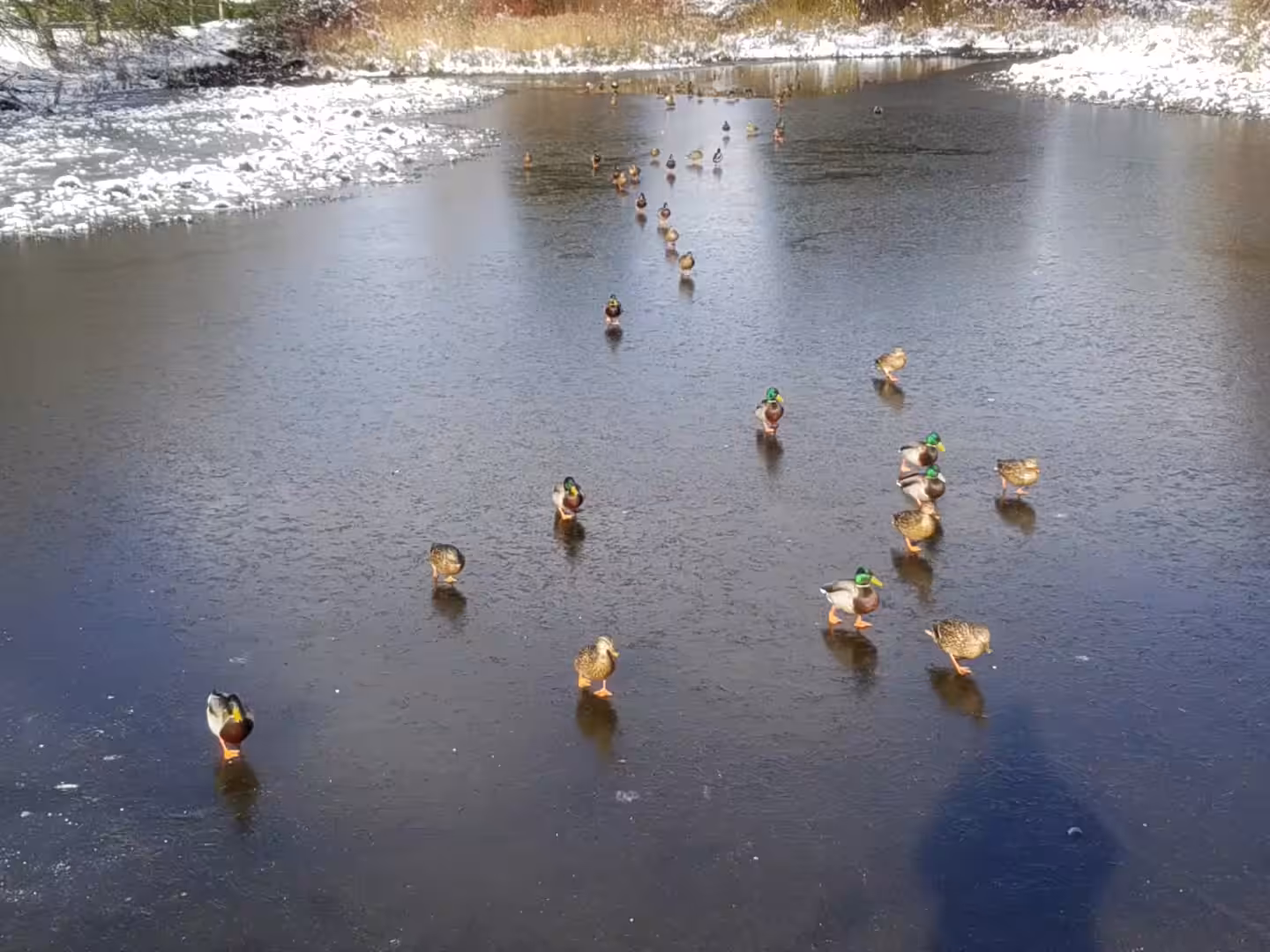 Ducks on Ice