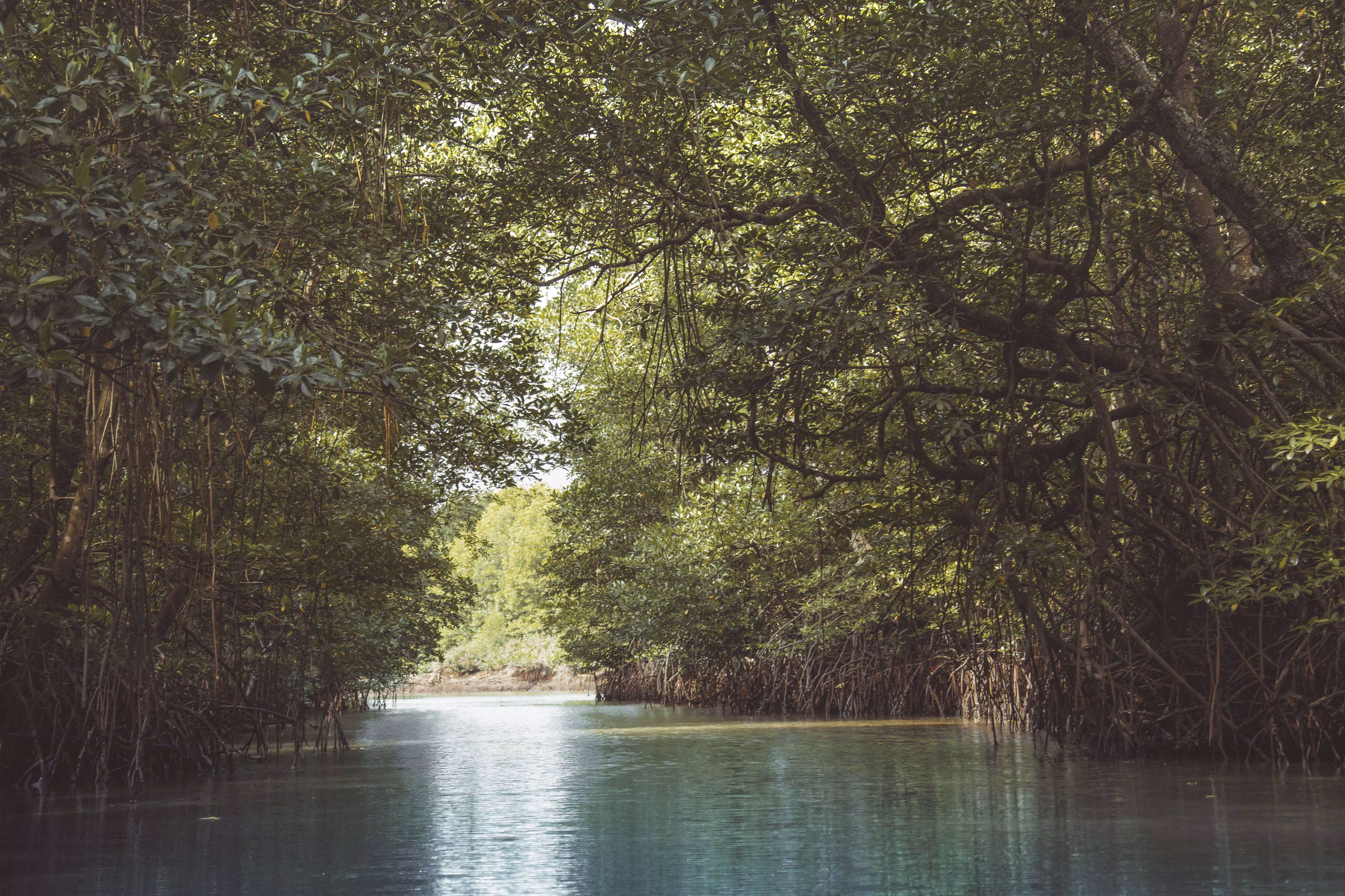 Lungs Of The Earth : The Man and Nature