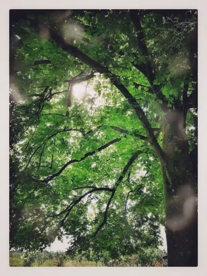 the tree