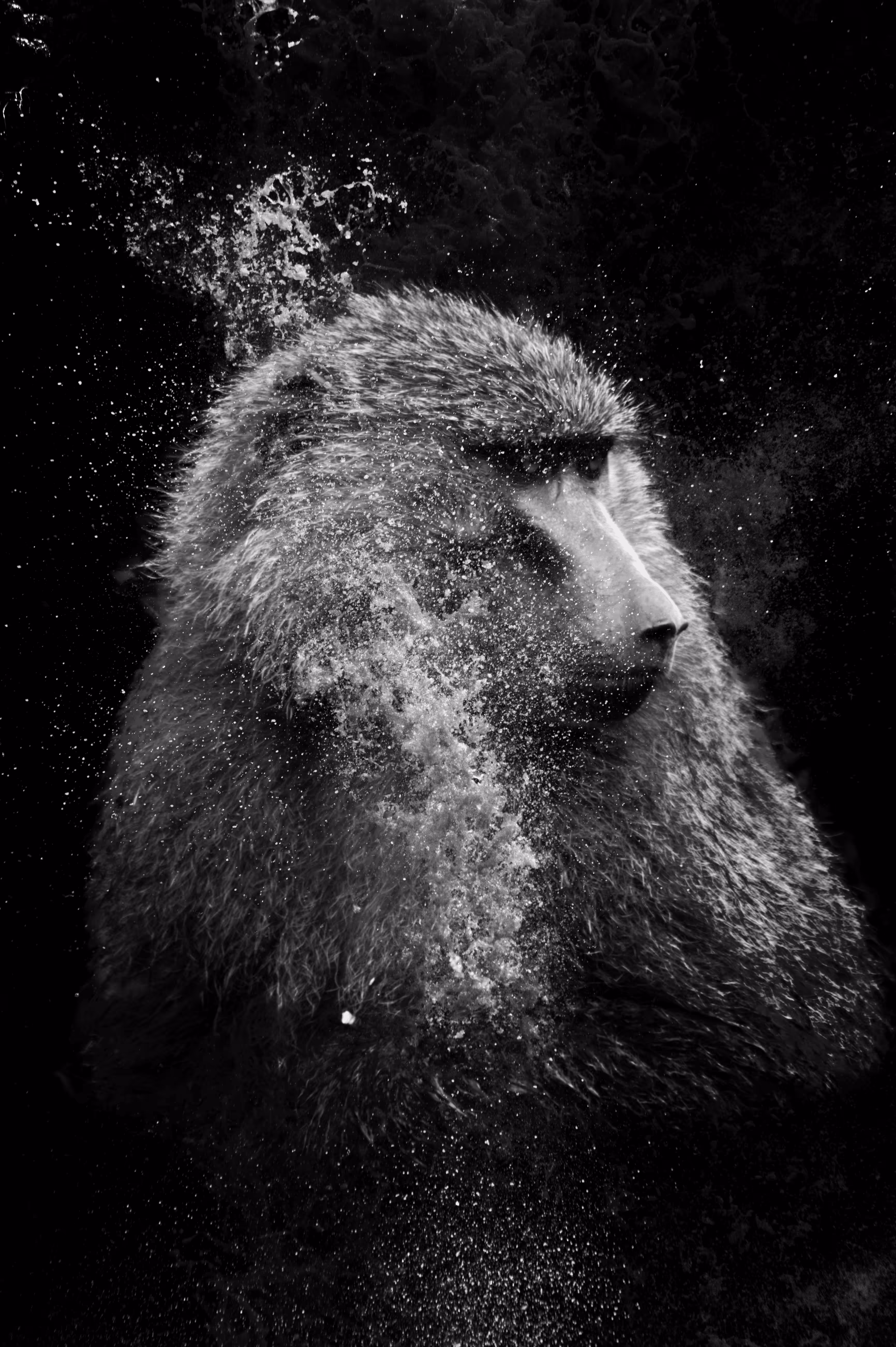 Waterfall Series - Baboon
