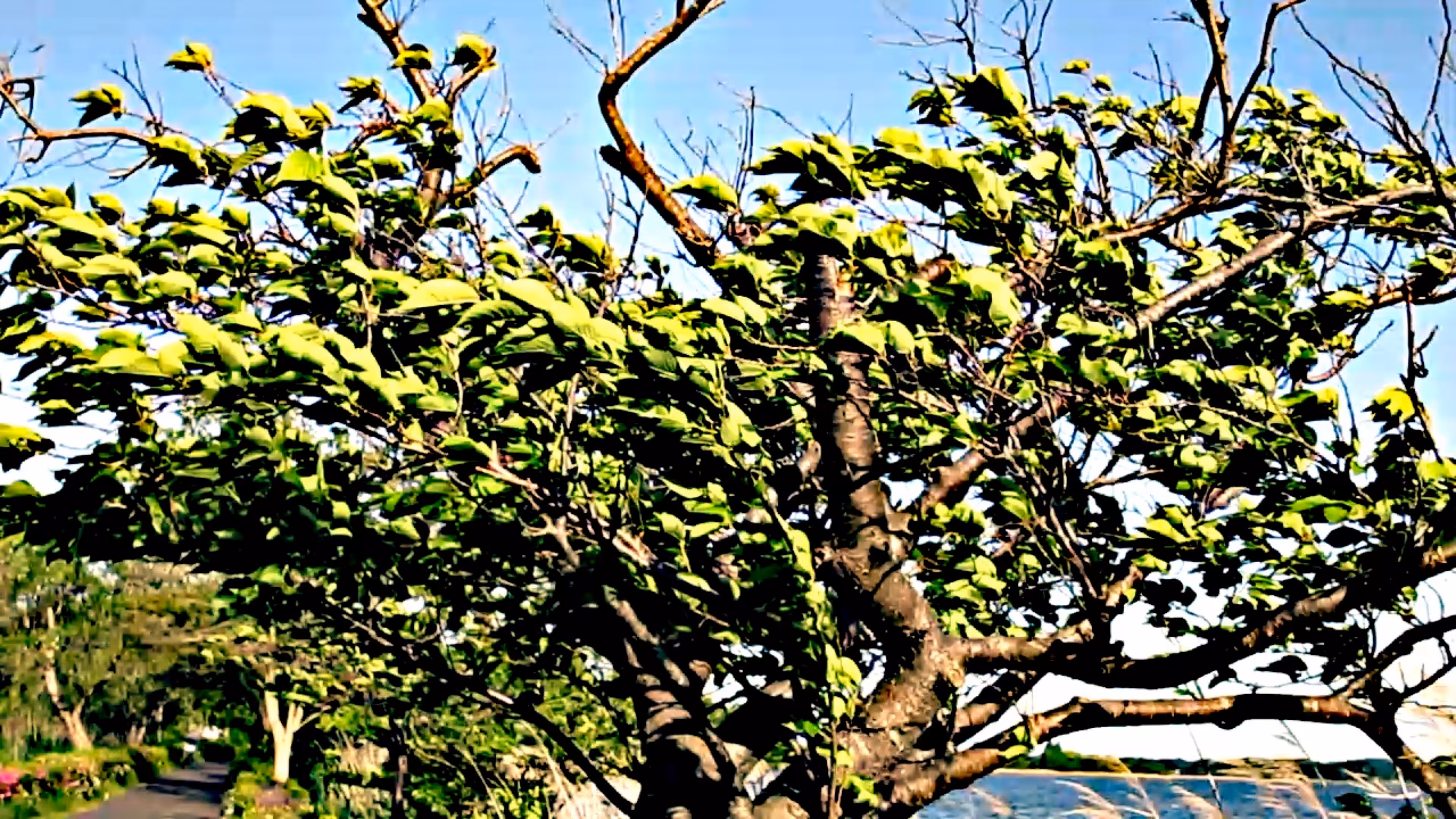 vc teganuma 124